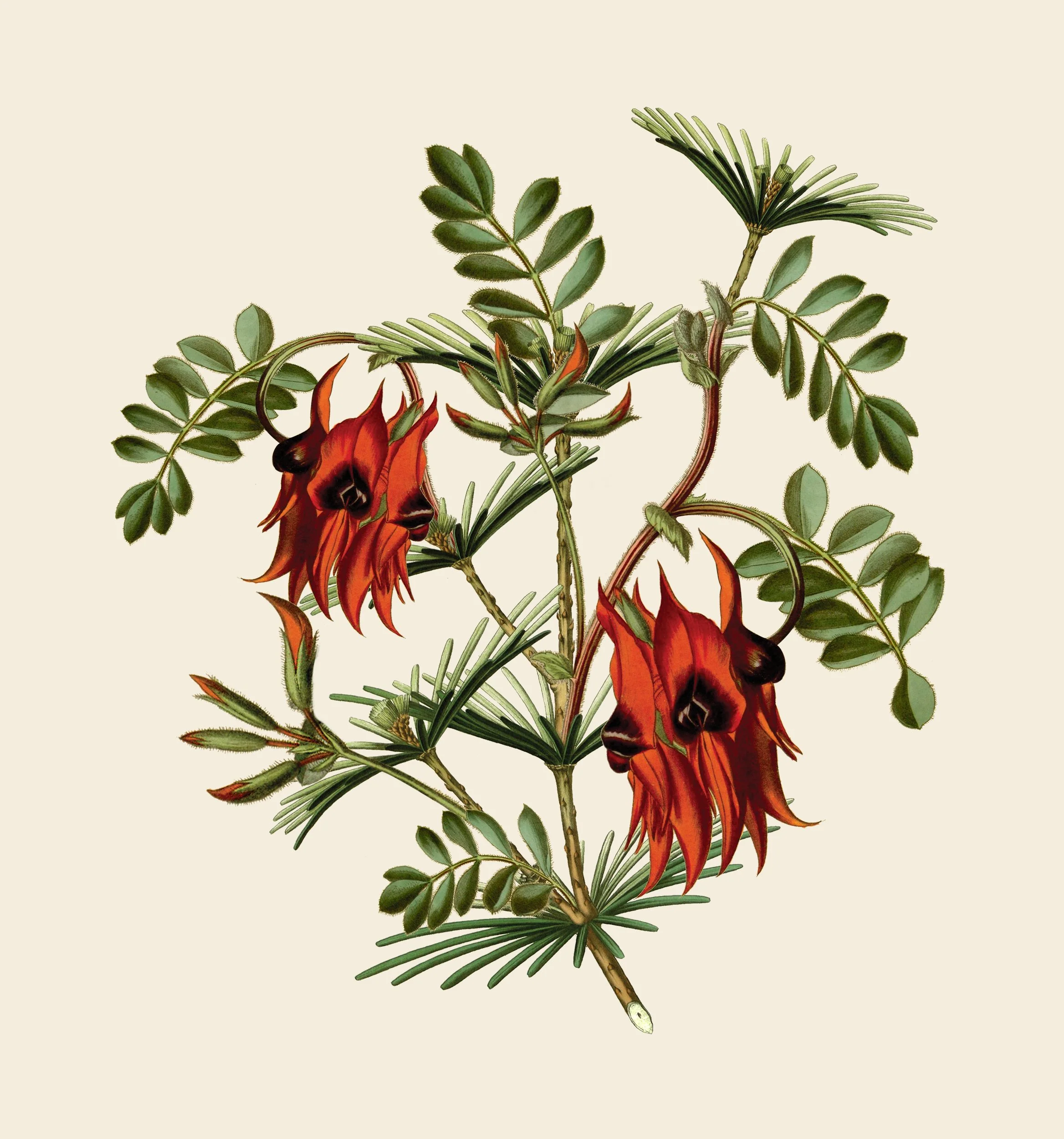 Botanical illustration of Extinct Plants Home Fragrance Collection by Moooi, illustration, packaging and visual identity by Automne Studio.