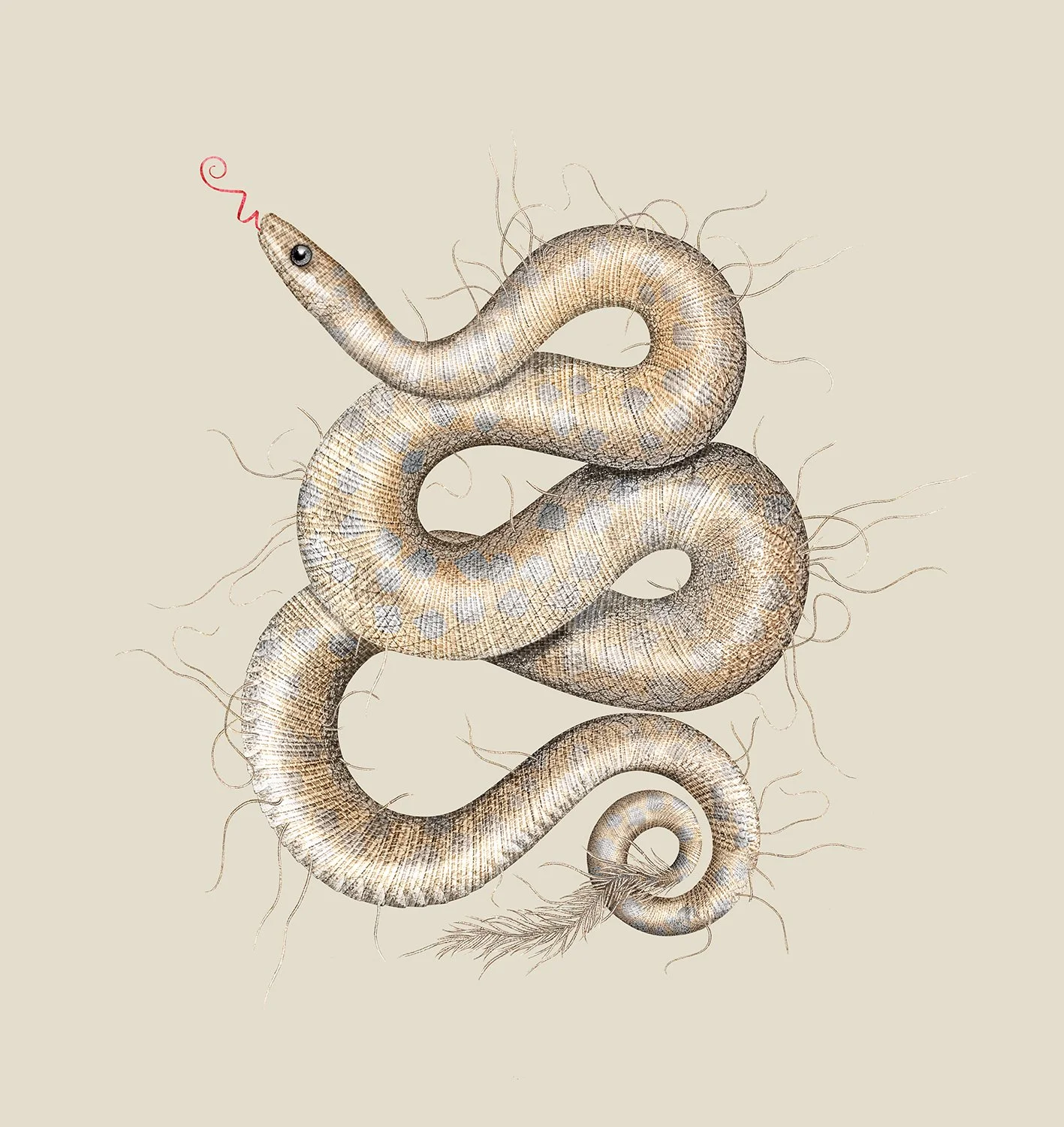 Queen Cobra, Memento Moooi Medley, Extinct Animals family, illustration and visual identity by Automne Studio.