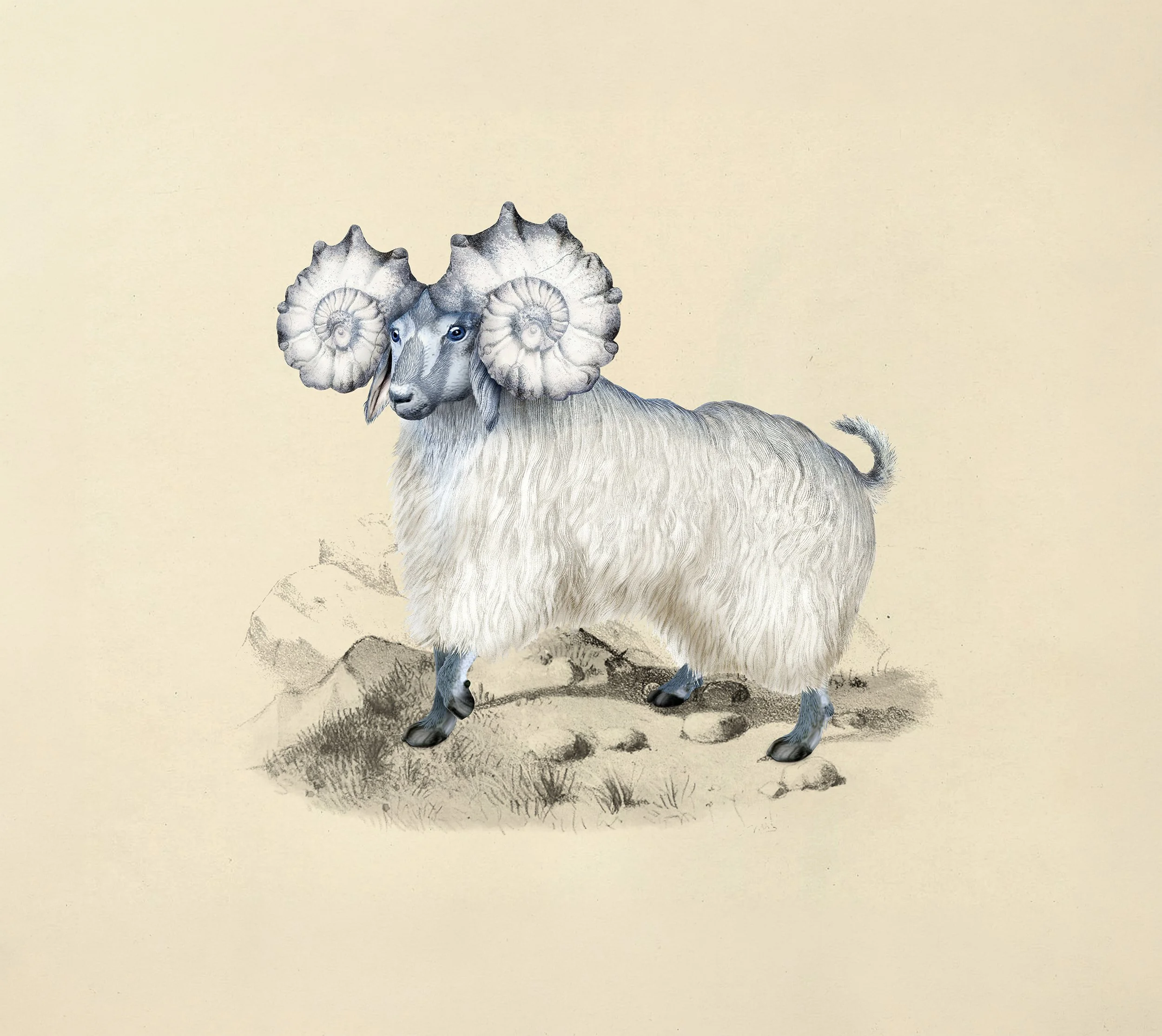 Pogo goat, Memento Moooi Medley, Extinct Animals family, illustration and visual identity by Automne Studio.