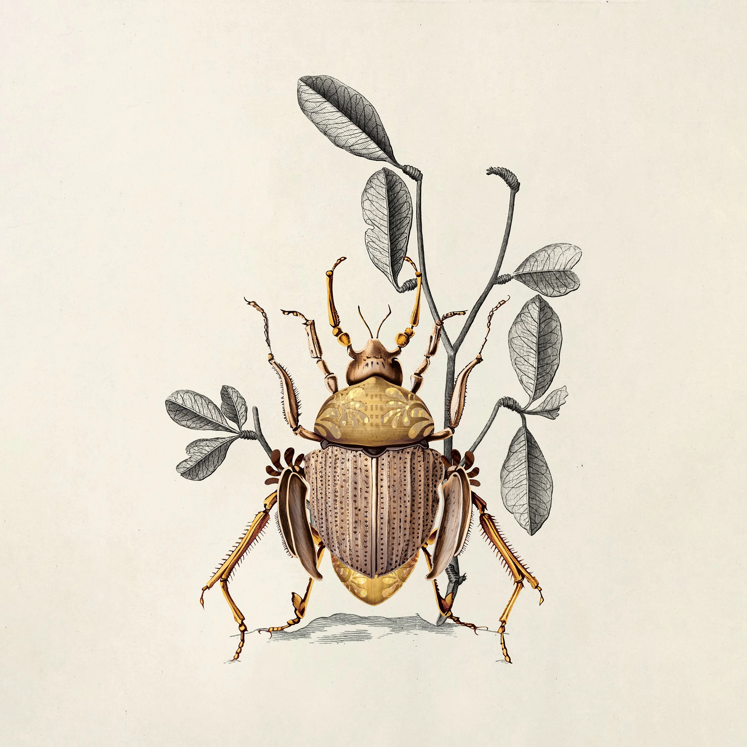 Golden beetle wip, Green House Collection Moooi, illustrations and branding project by Automne Studio.