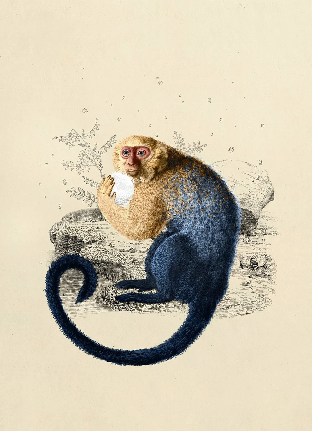 Monkey Sit, Memento Moooi Medley, Extinct Animals family, illustration and visual identity by Automne Studio.