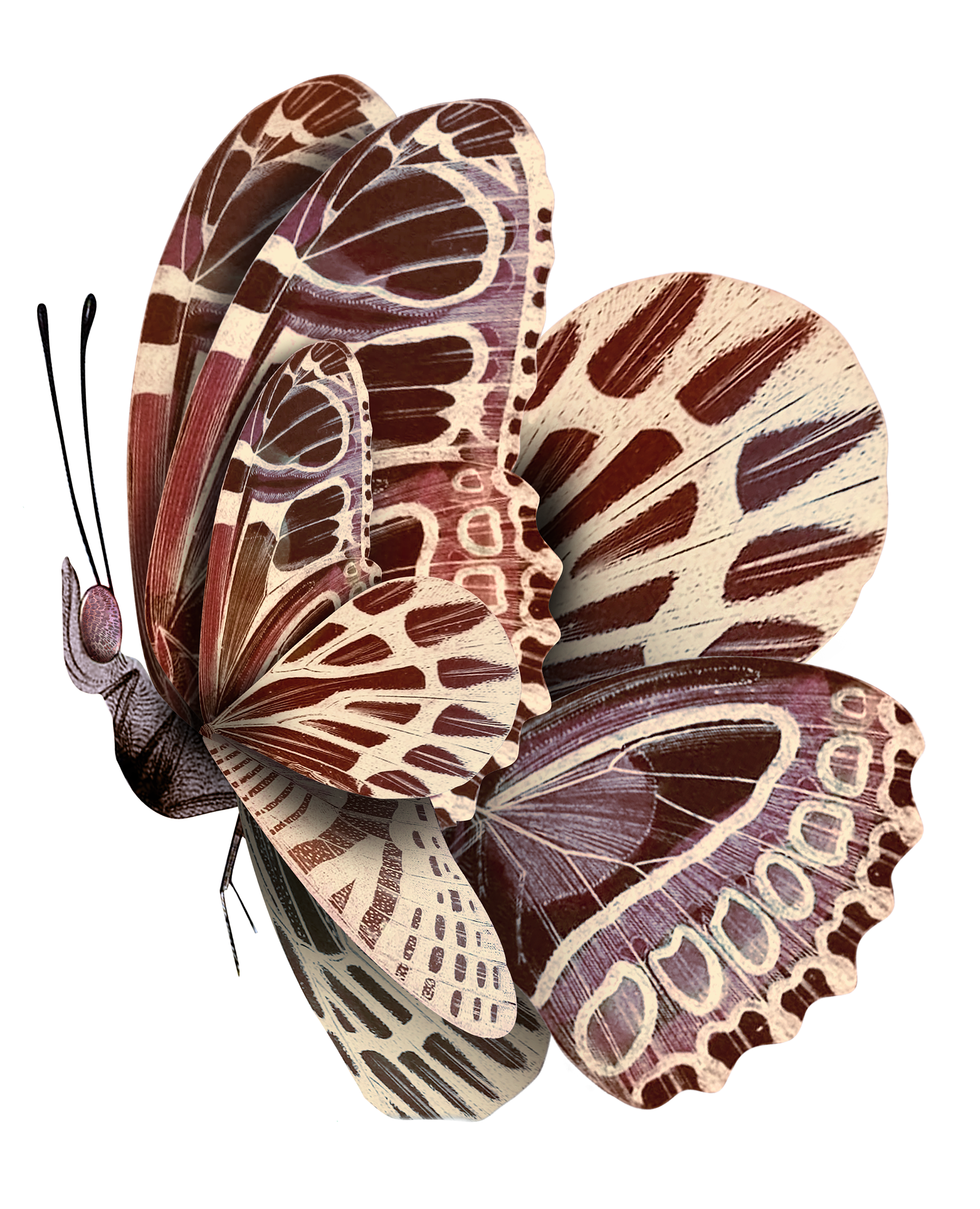 Mimic moth, Memento Moooi Medley, Extinct Animals family, illustration and visual identity by Automne Studio.