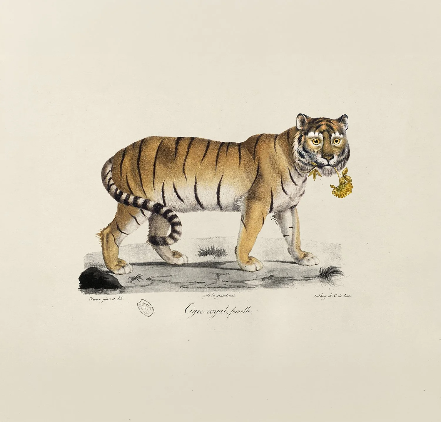 Golden tiger, Memento Moooi Medley, Extinct Animals family, illustration and visual identity by Automne Studio.
