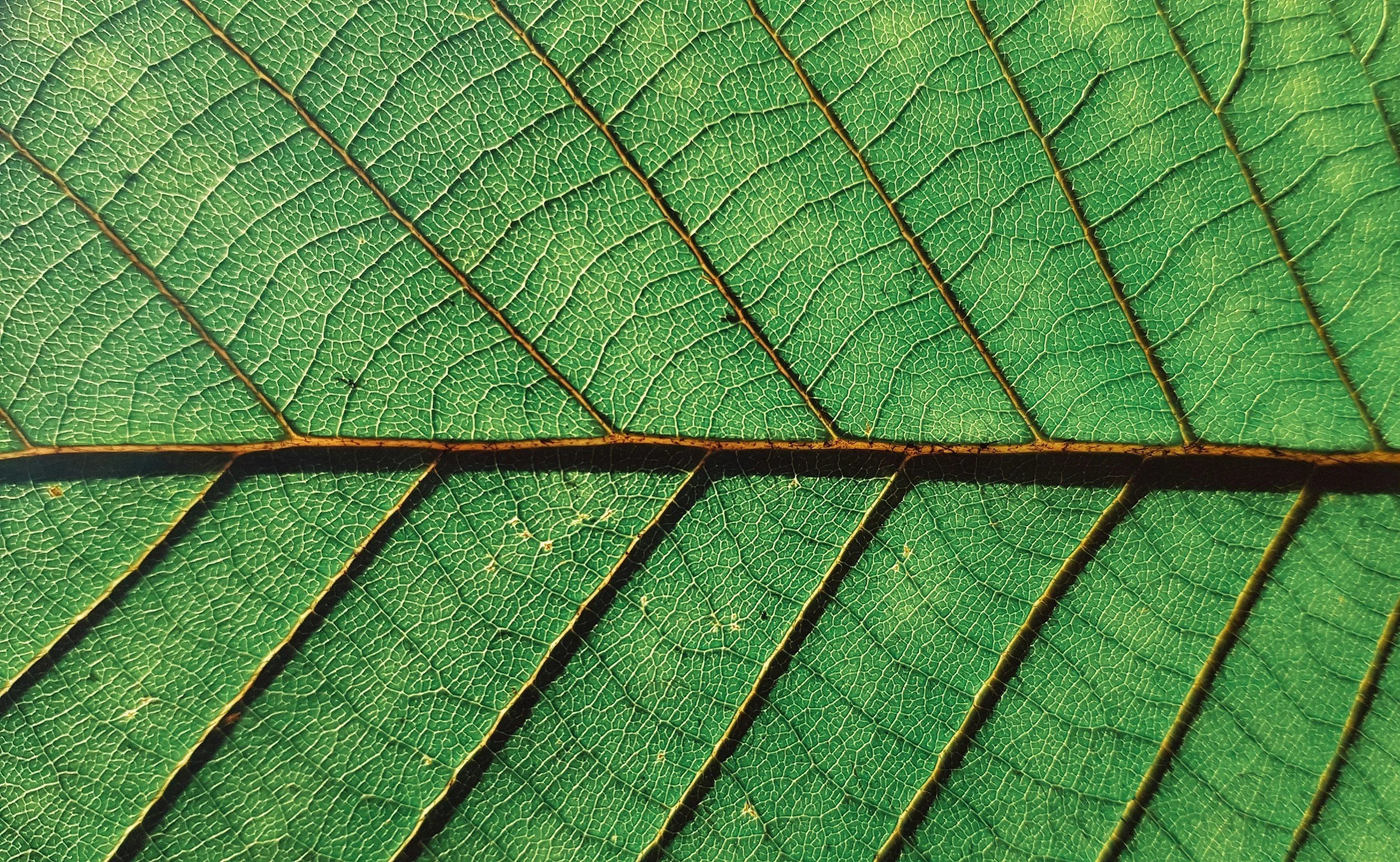 Close-up of a green leaf showing detailed veins and texture.