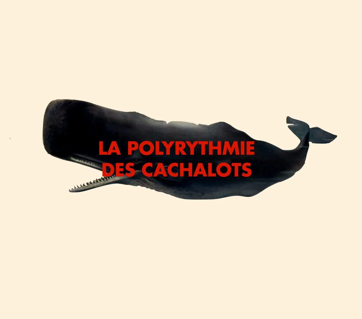 La Polyryhmie des Cachalots, Antoine Bertin