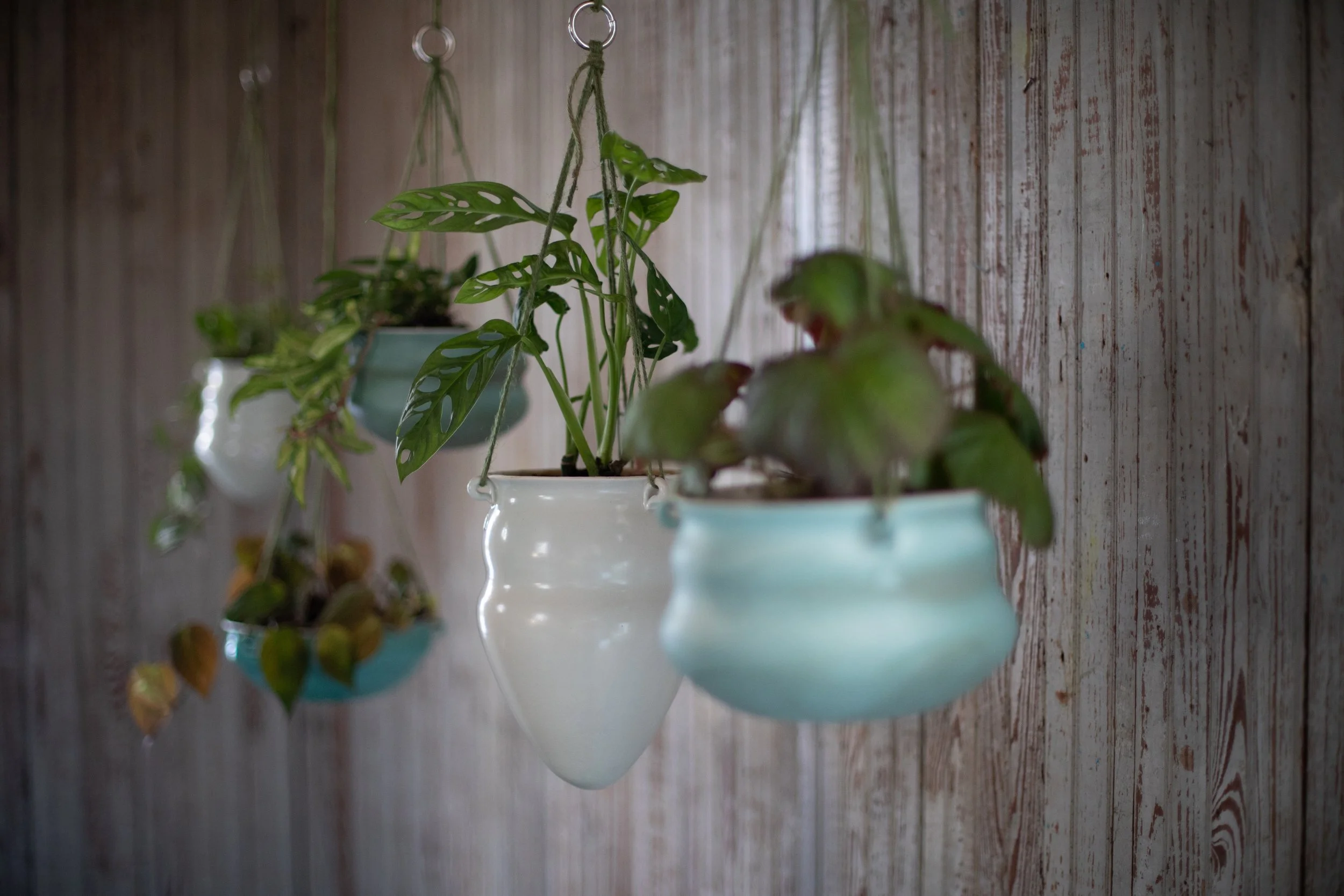 Four hanging planters with green plants on a wooden wall