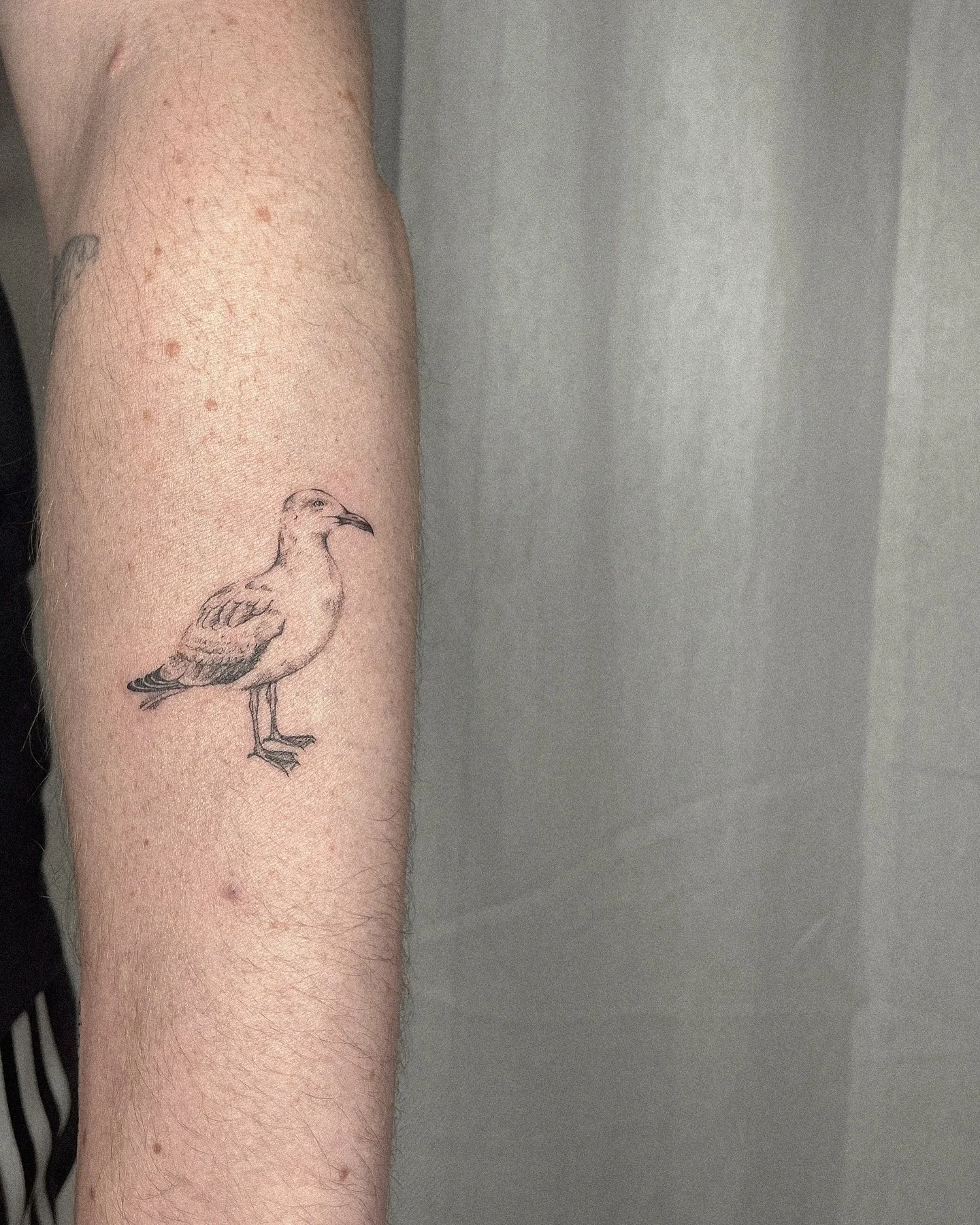 M&ouml;we 

#tattooartist #hamburgtattoo #finelinetattooartist #microrealism #vegantattoo