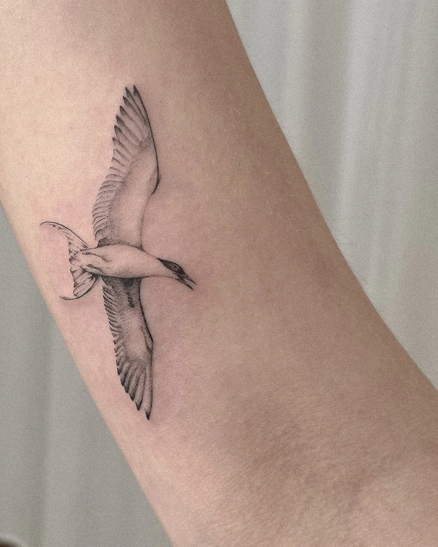 Seeschwalbe 

#finelinetattoo #hamburgtattoo #birdtattoos #tern #vegantattoo