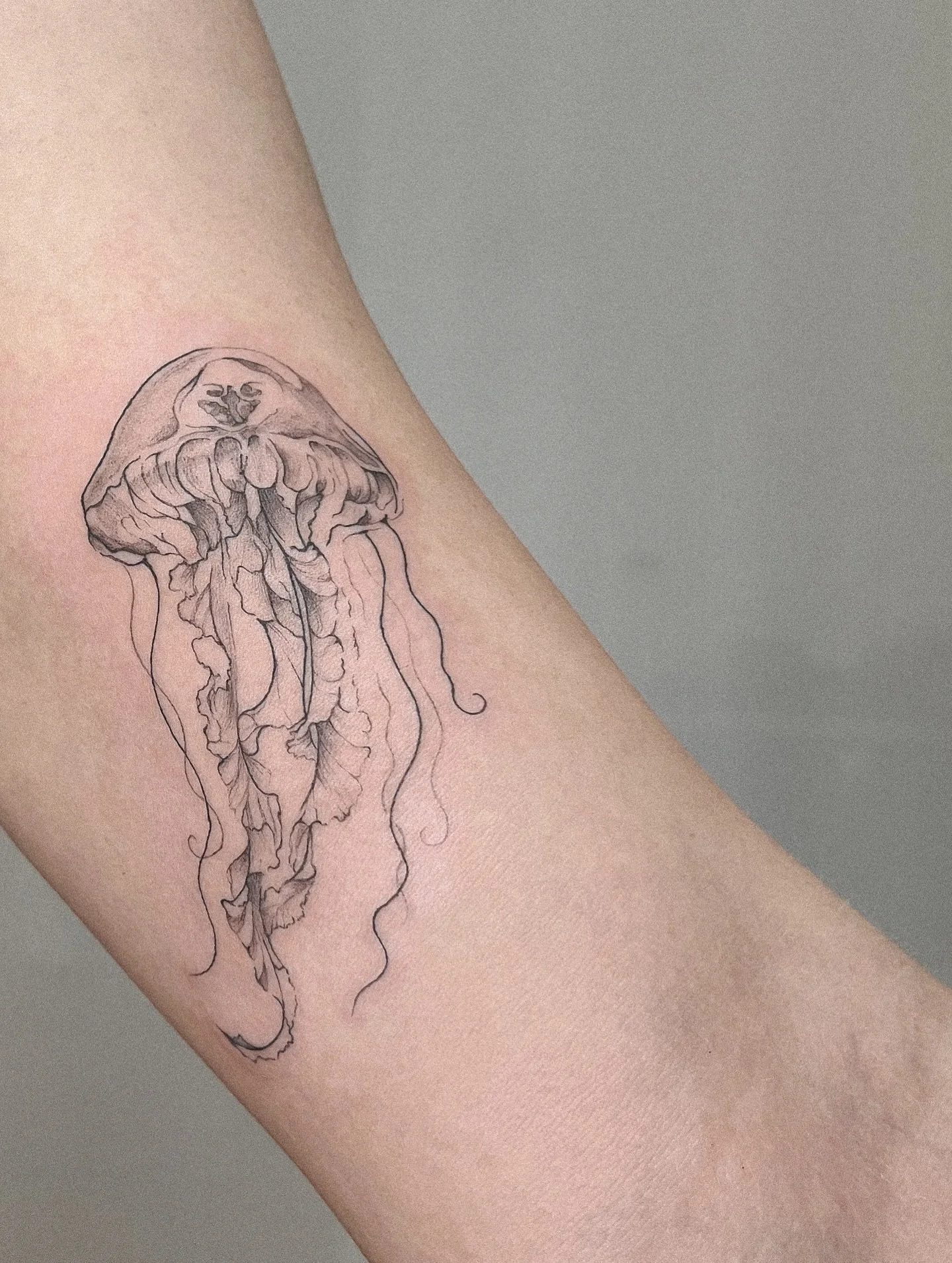 Jellyfish 

#jellyfishtattoo #hamburgtattoo #tattooartwork