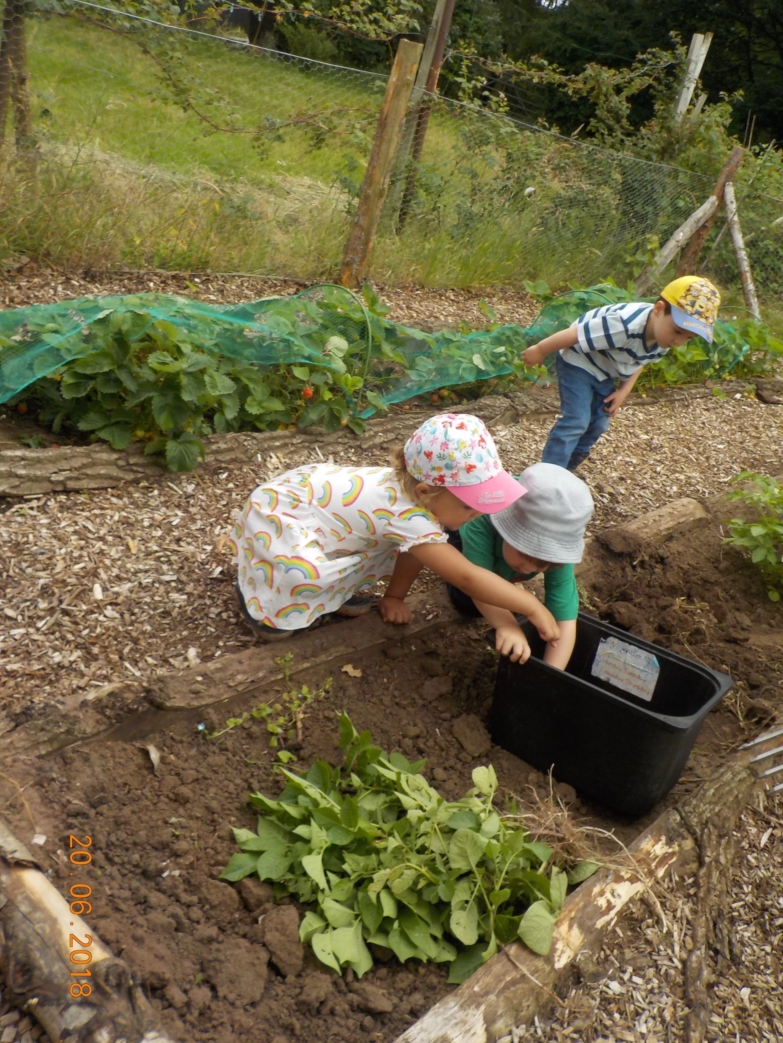 Harvest time in our allotment