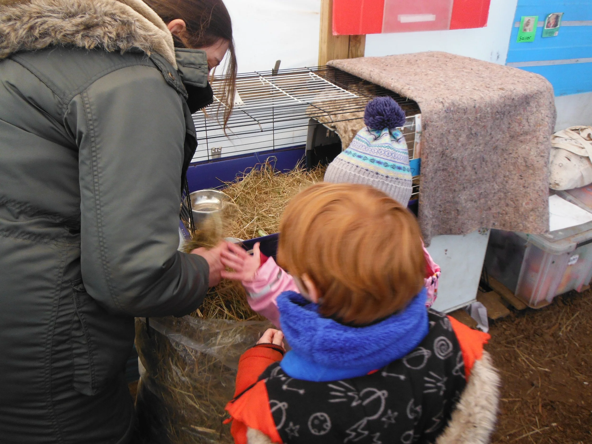 Caring for the guinea pigs
