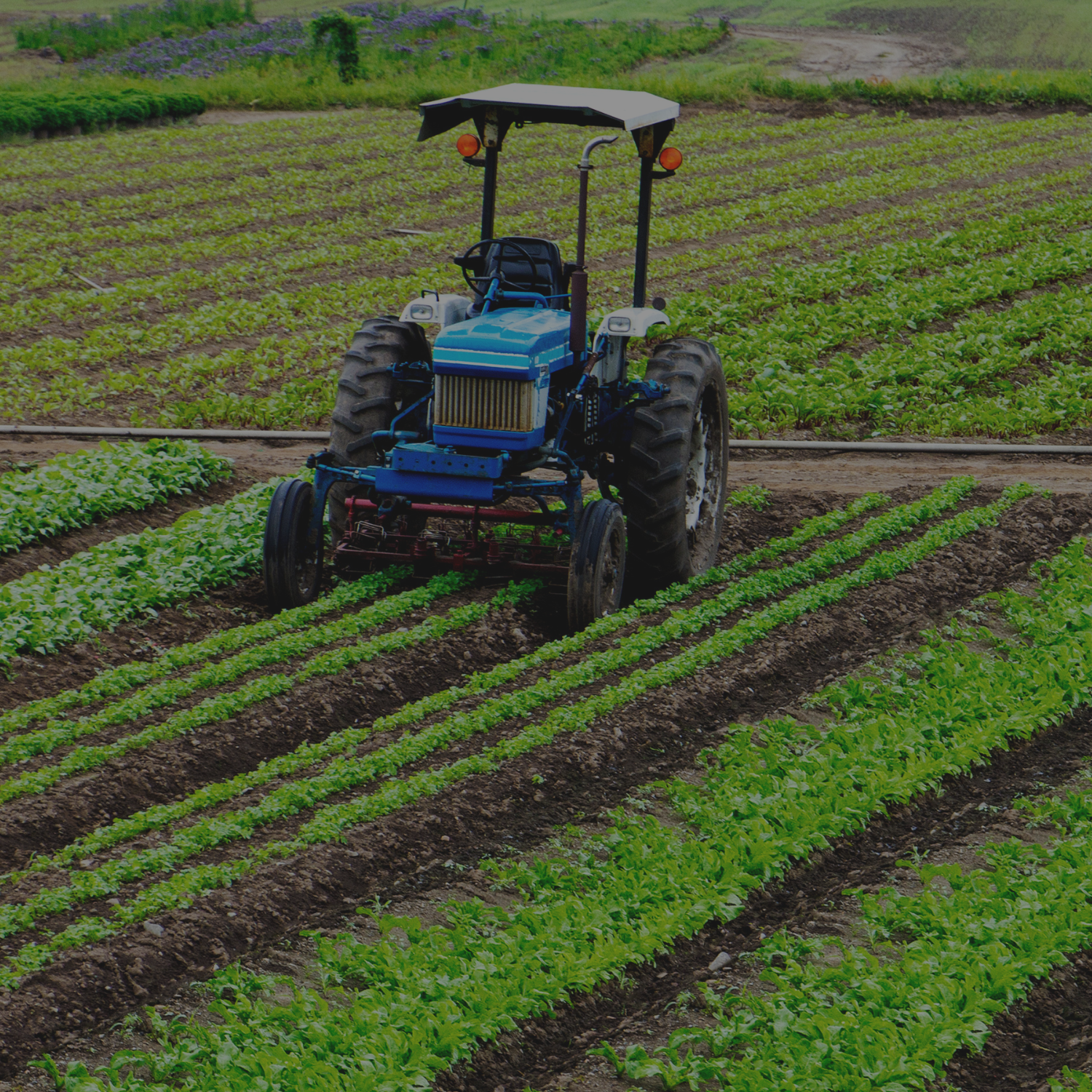 A tractor working on a farm, tending to rows of green lettuce and leafy vegetables in a field.