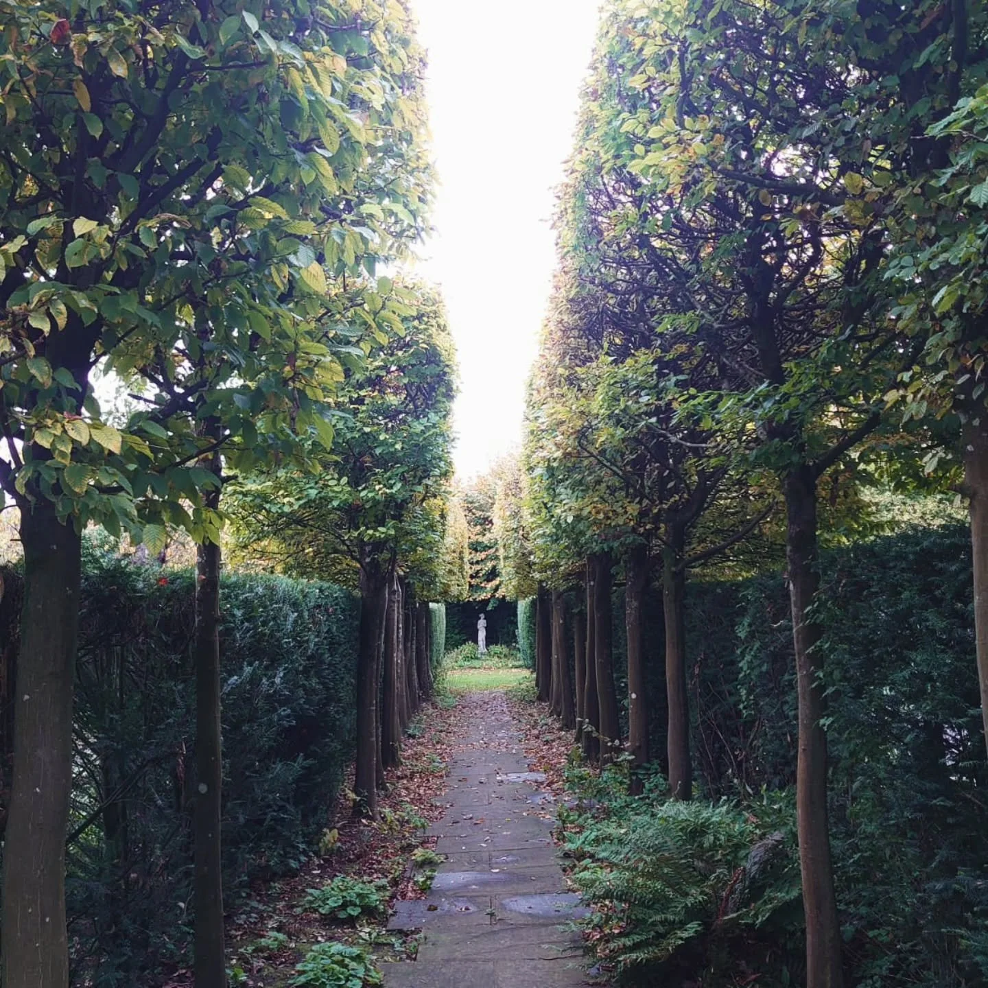 Hornbeam trimmed and this walkway is definitly giving Autumn vibes 🍂

#autumnvibes #autumnwalks #hornbeam #pleachedtrees #gardenmaintenance #gardenersofinstagram #gardening #octobergarden #gardentasks #gardenideas
