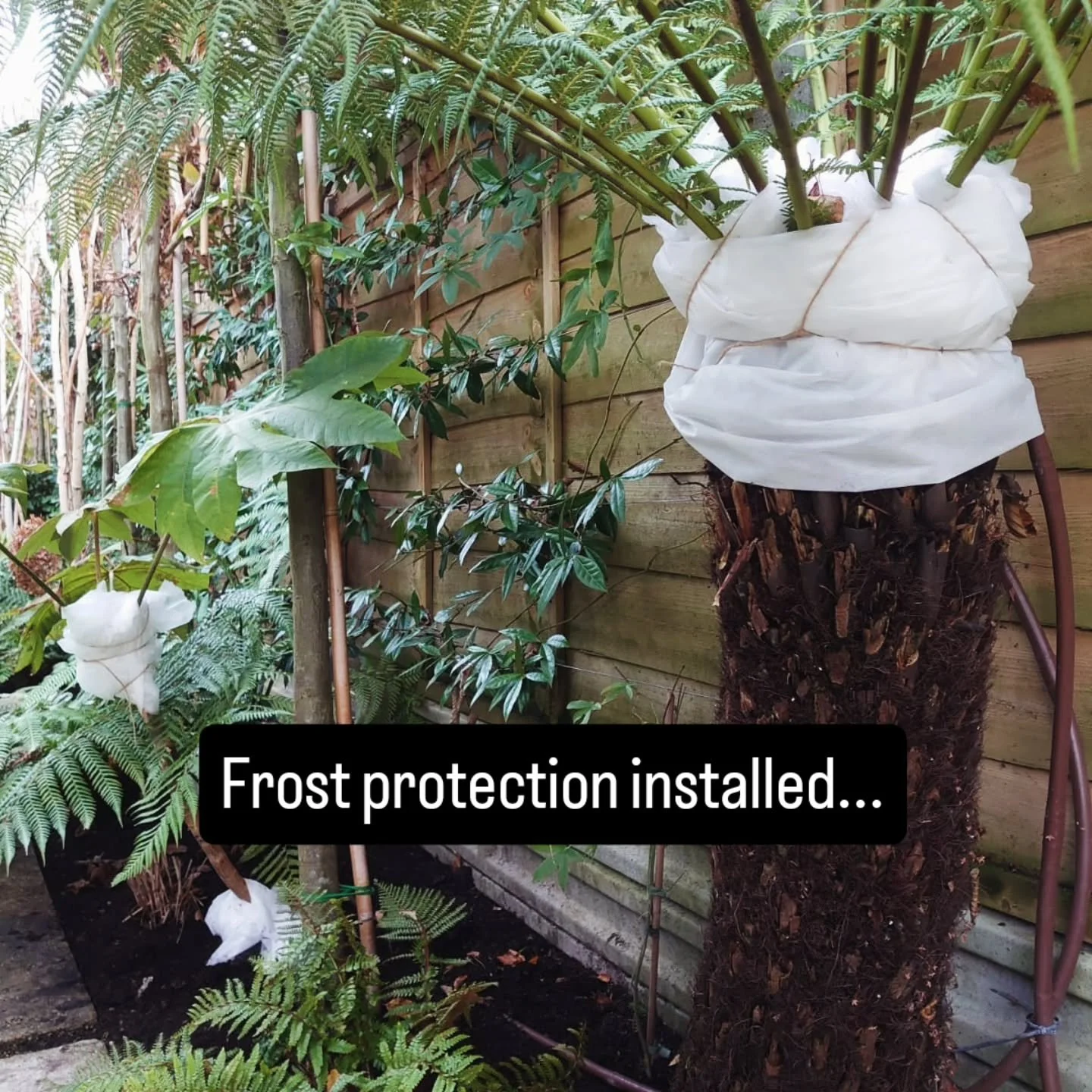 We are wrapping and fleecing all the tender planting for our clients - if you need to protect your tree ferns, banana or canna do give us a bell and we can tick this off your Christmas list 😉 

#gardenideas #gardenmaintenance #wintergarden