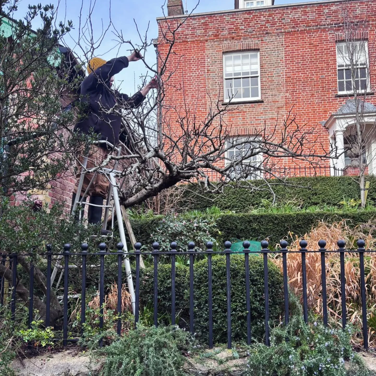 We take extra care with this heritage apple tree in Arundel town centre as we know it is a fan favourite amongst residents...

#appletreepruning #fruittreepruning #appletree #gardeningexperts #gardenmaintenance