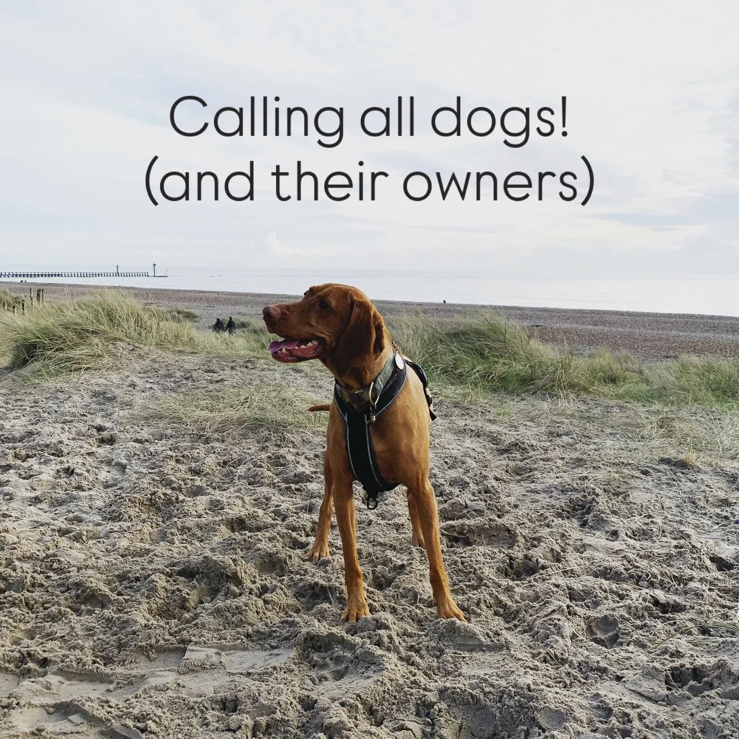 Join us for &lsquo;A Meaningful Dog Walk&rsquo; 🐕 raising money for @sussexsnowdroptrust - helping local children with life-threatening or terminal illnesses. We&rsquo;d love to see you there. Tickets &pound;10, you&rsquo;ll receive a hot drink and 