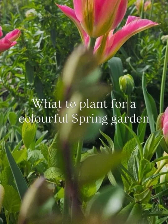 Bulbs and blossom are key planting for a colourful, layered springtime garden. We planted these bulbs last year, both in the ground and in pots, to create a colourful springtime display for our clients. 

🌷 This time of year the Tulips, Alliums and 