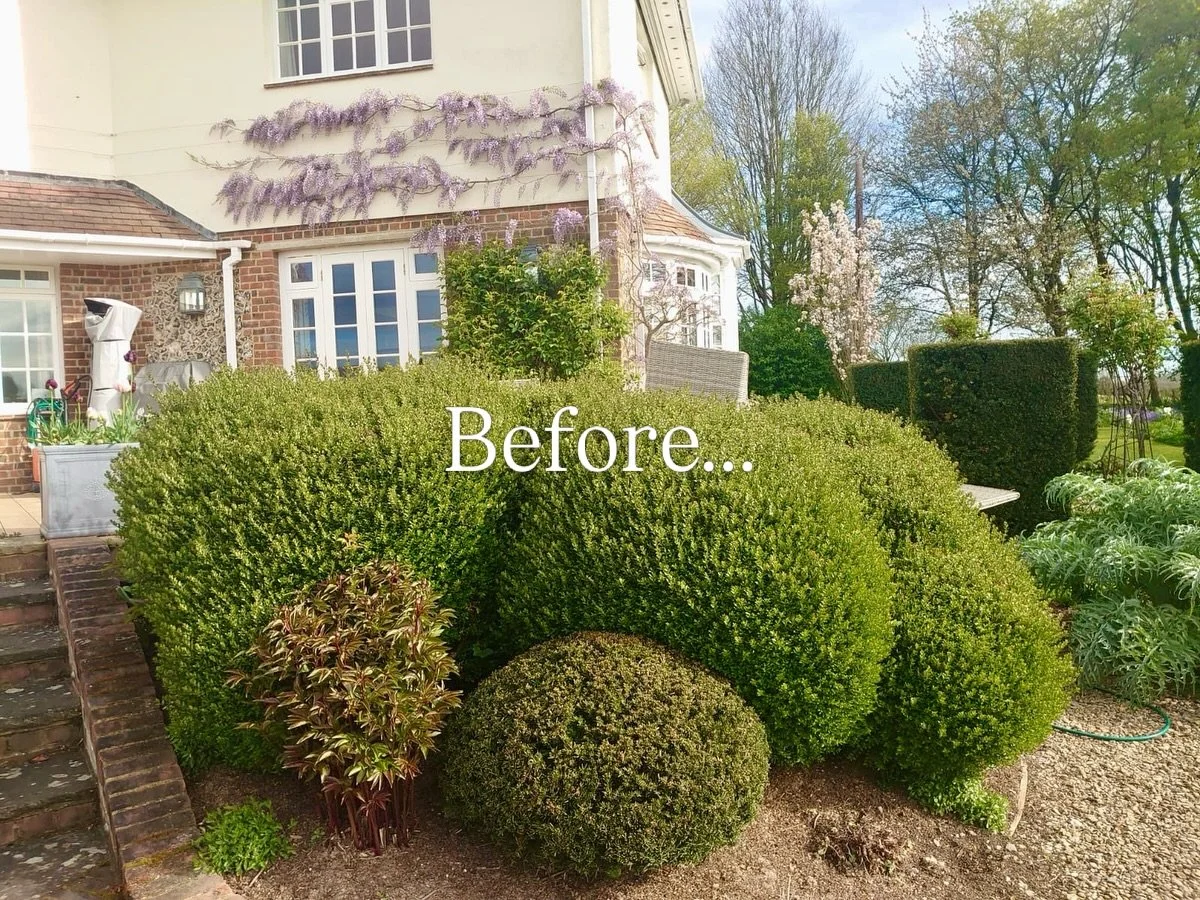 Our talented Al did a hard cut back and reshape on this Lonicera &lsquo;Blobbery&rsquo;, creating a crisp evergreen sculptural frame around the house and deck 🌳🌳🌳

Satisfying to see and satisfying to say&hellip;&rdquo;Blobbery.  Blobbery. Blobbery