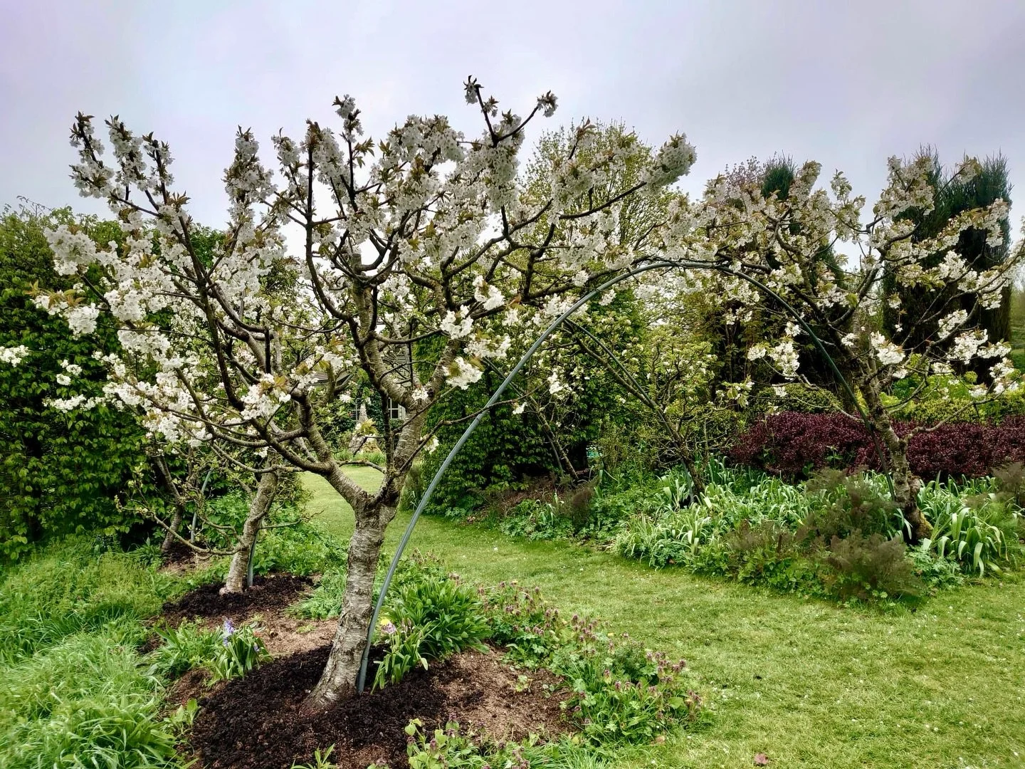 It&rsquo;s the neatly clipped evergreens, abundant blossom, beautiful bluebells and inimitable wisteria that we are enjoying in this springtime Salisbury garden. We love working with gardens through the changing seasons 💚