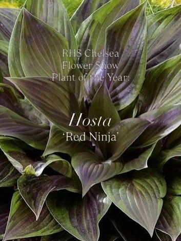 If you&rsquo;re inspired by the RHS Chelsea Flower Show and want to plant the 🏅 Plant of the Year 🏅 Hosta &lsquo;Red Ninja&rsquo;, then here&rsquo;s our top three tips for you:

1. Hostas like partial shade, moist soil and regular watering 💧 

2. 