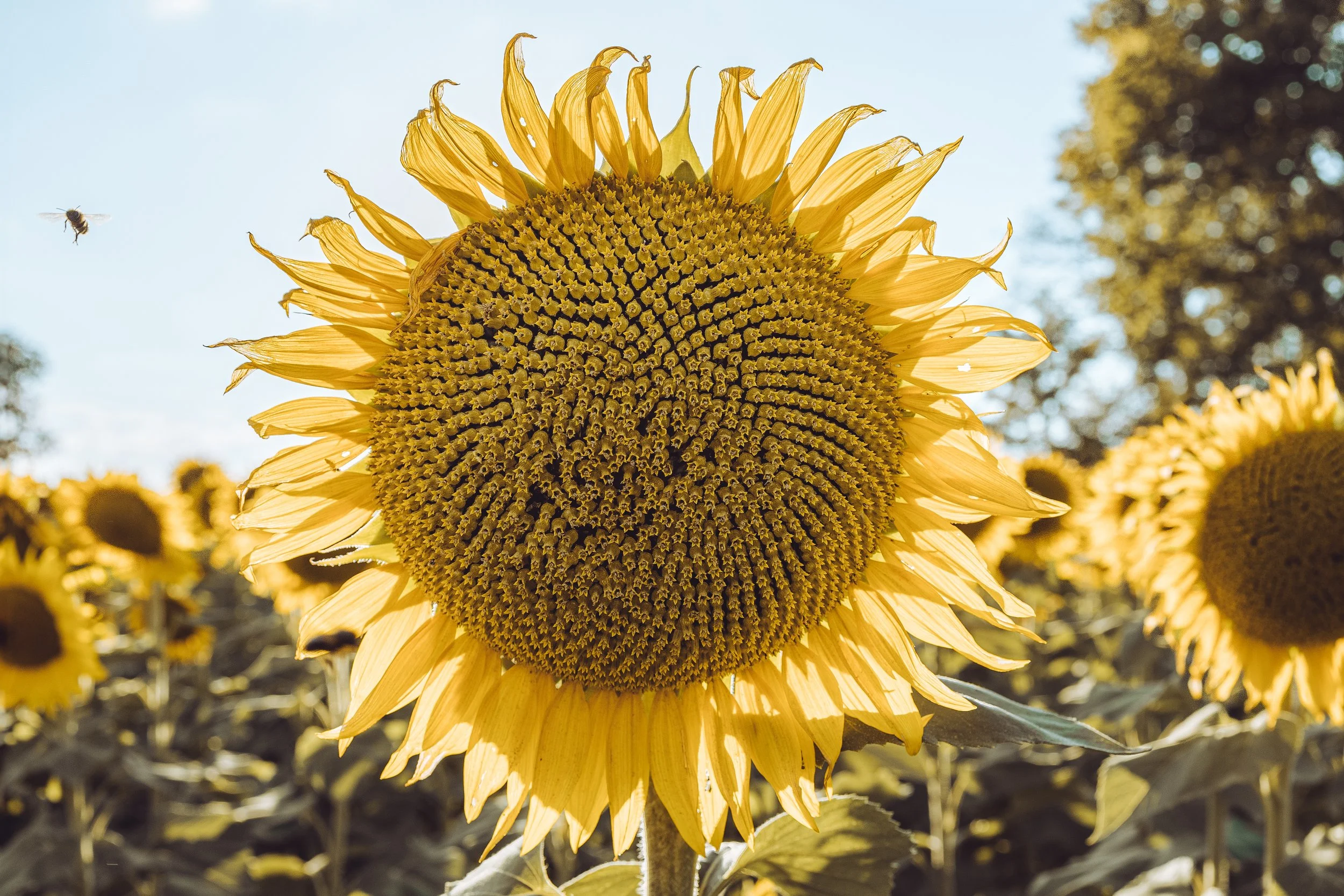 SUnflower 2.3.jpg