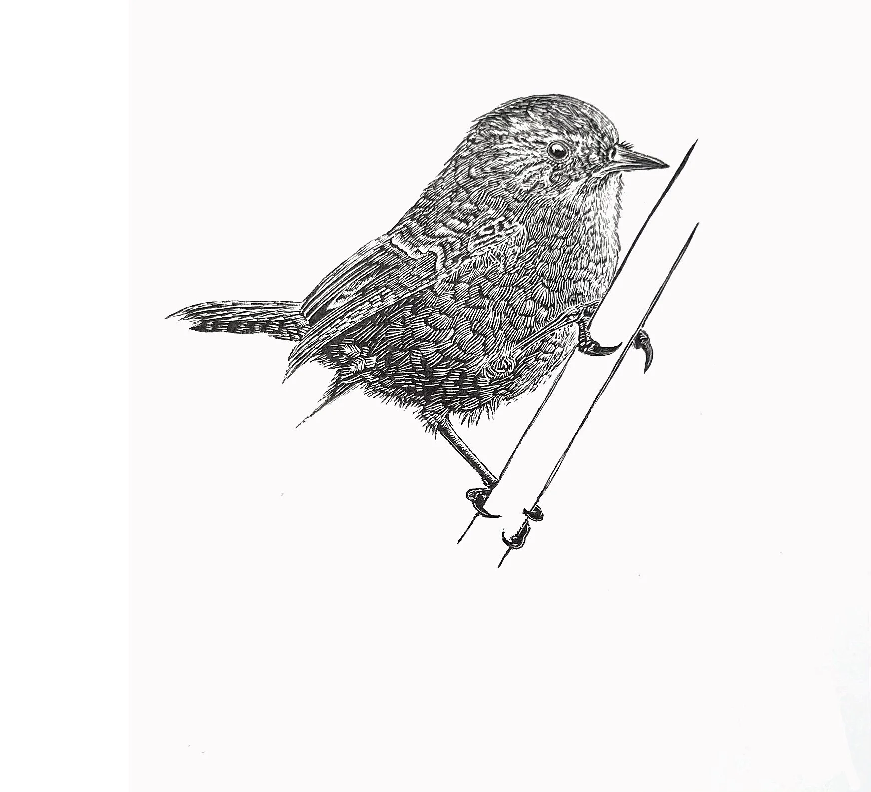 ‘Wren’ Original Wood Engraving