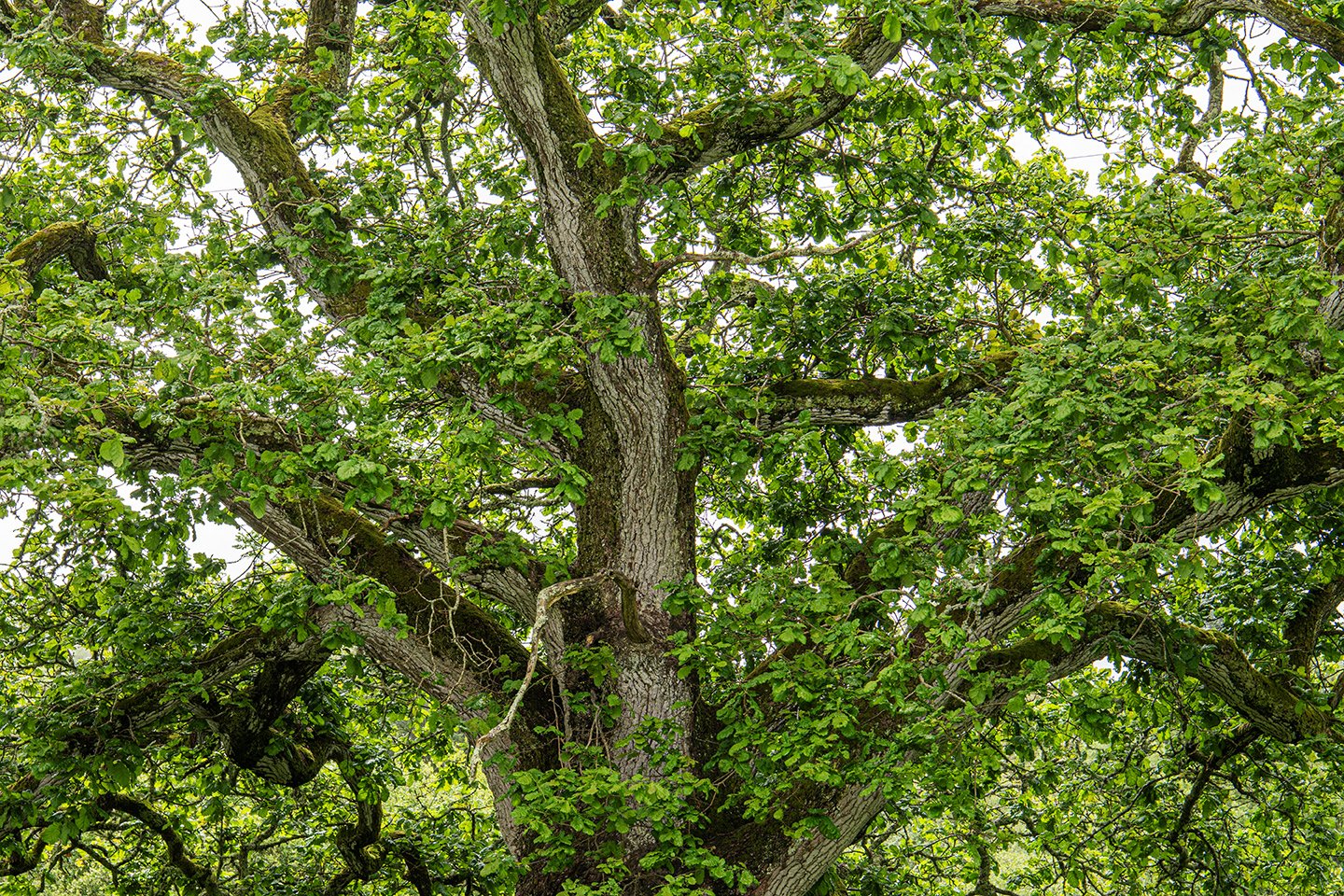 Cusgarne_MAY26_13.jpg