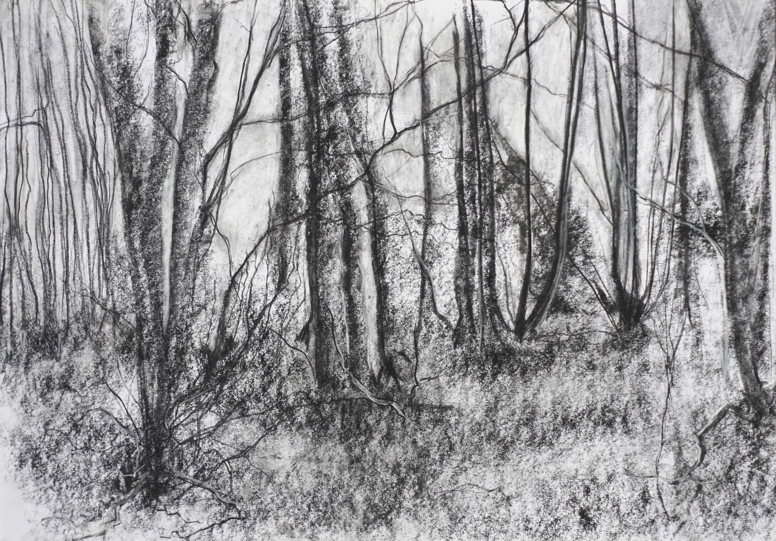 Winter Wood I - Conte & Charcoal, 35x27cm