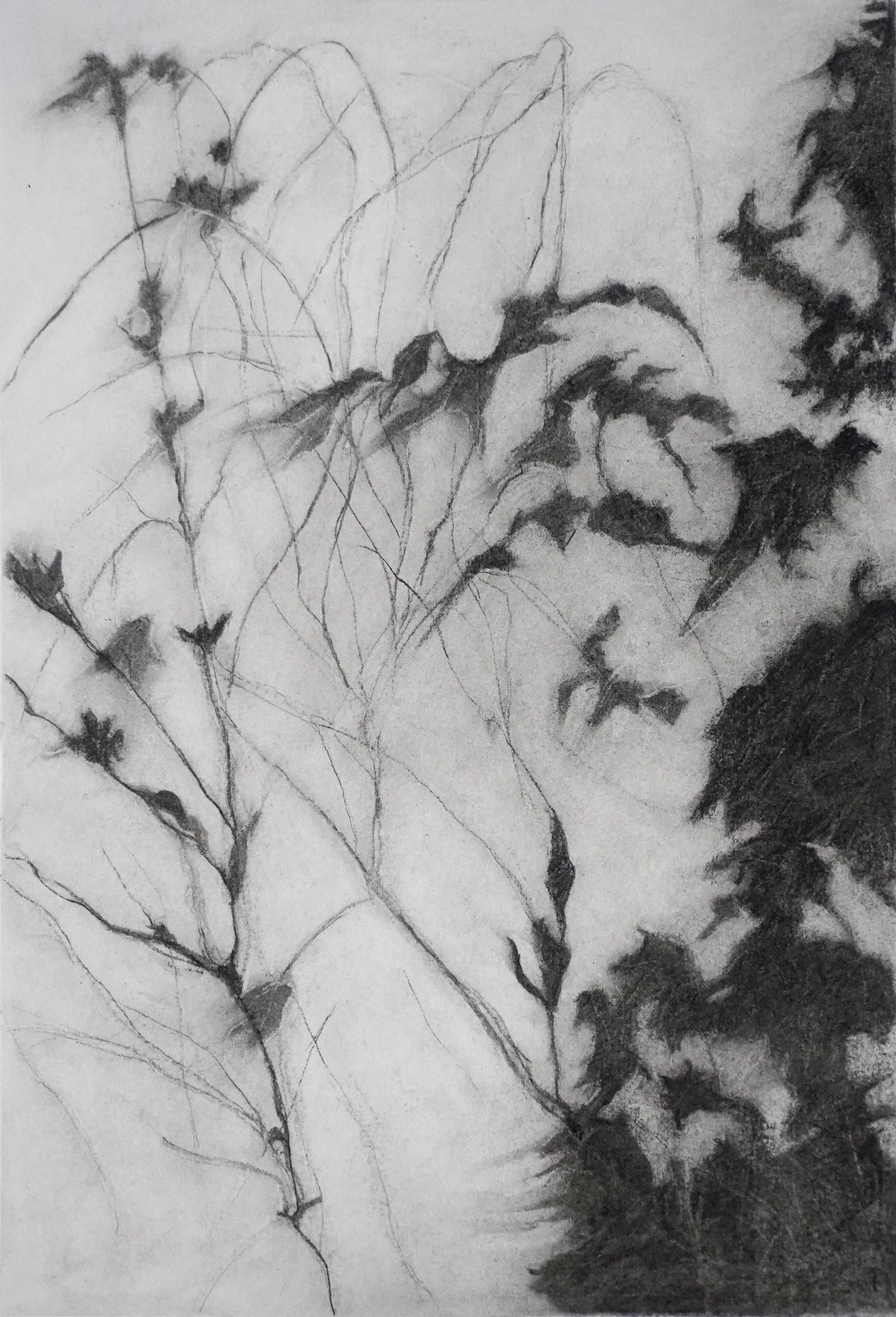 Leaves Obscured - Charcoal 27x39cm