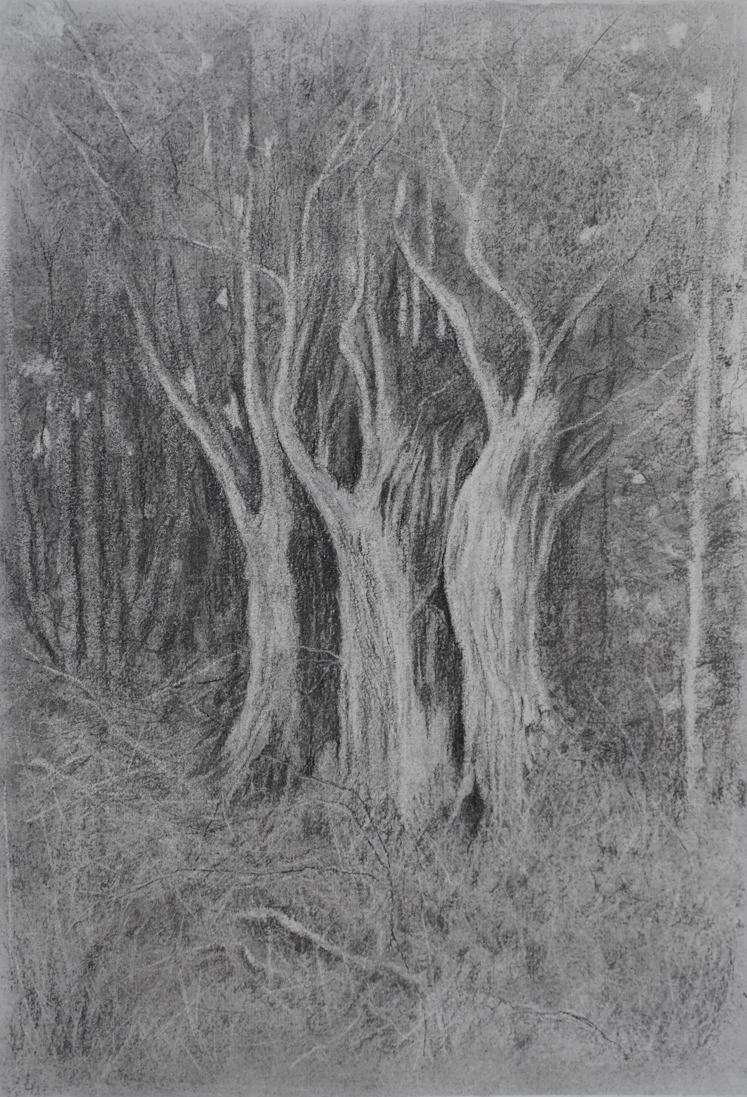 Bone Trees - Charcoal 27x39cm