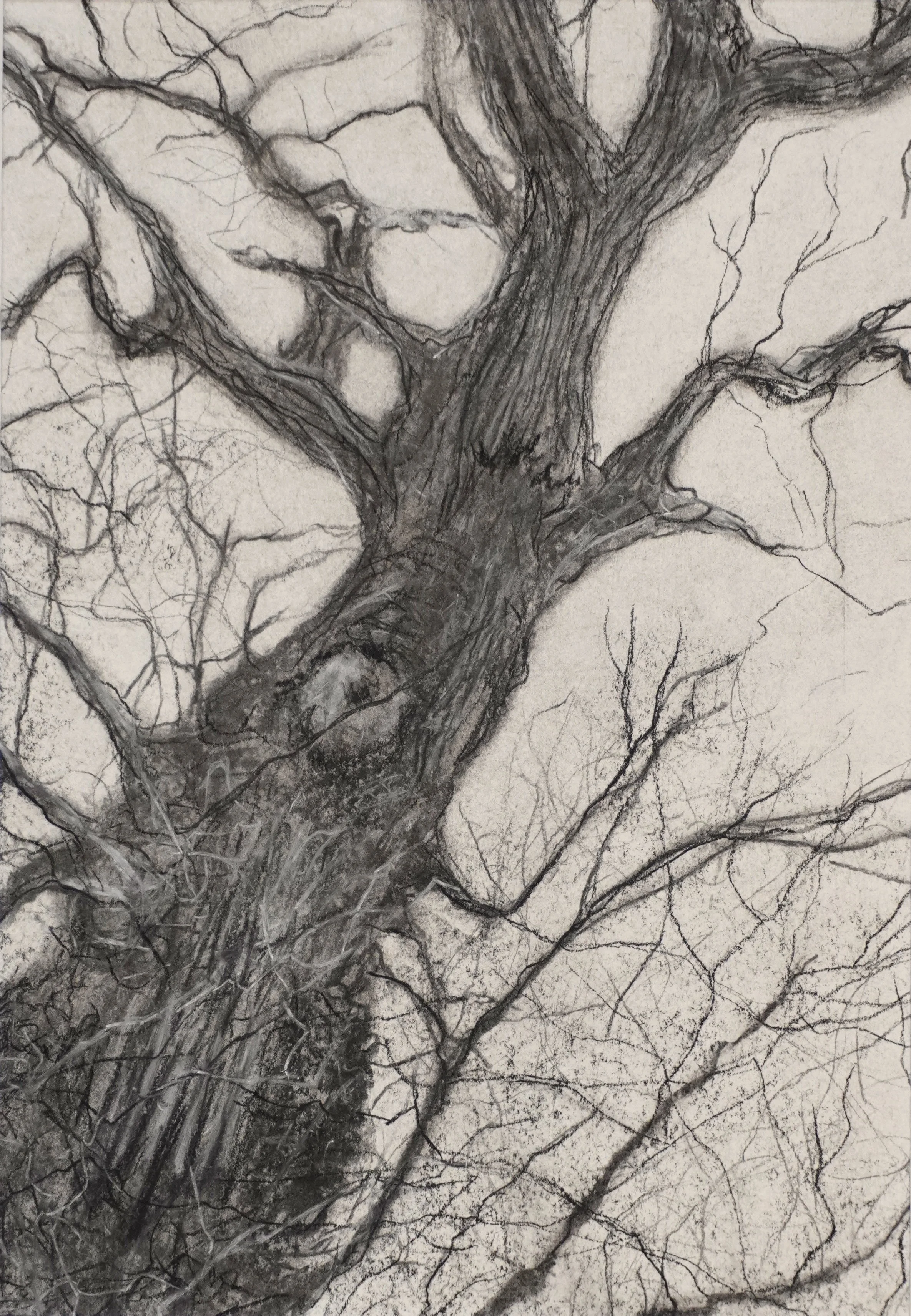 Mantis - Charcoal/Conte 30x40cm