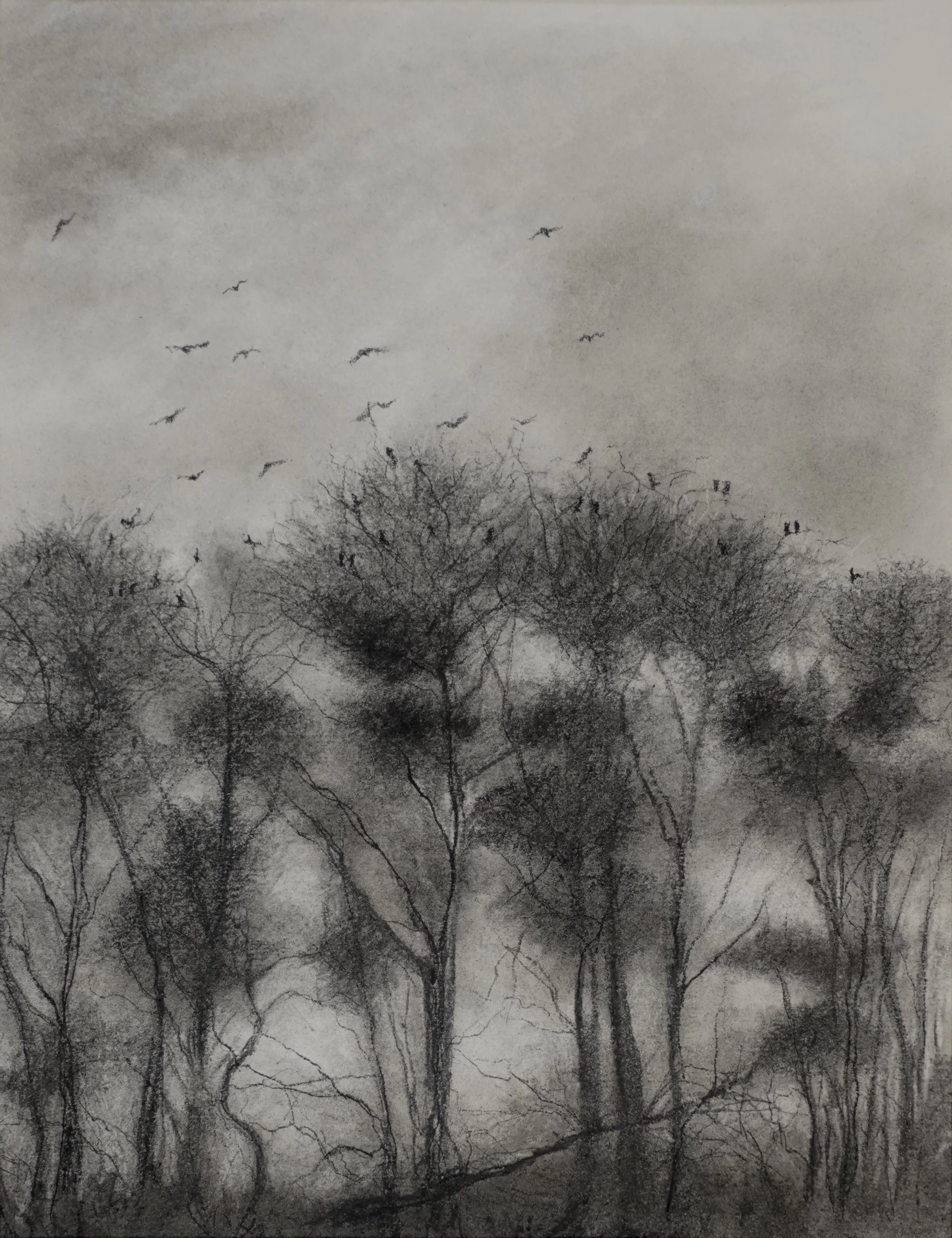 Rooks - Charcoal 40x50cm