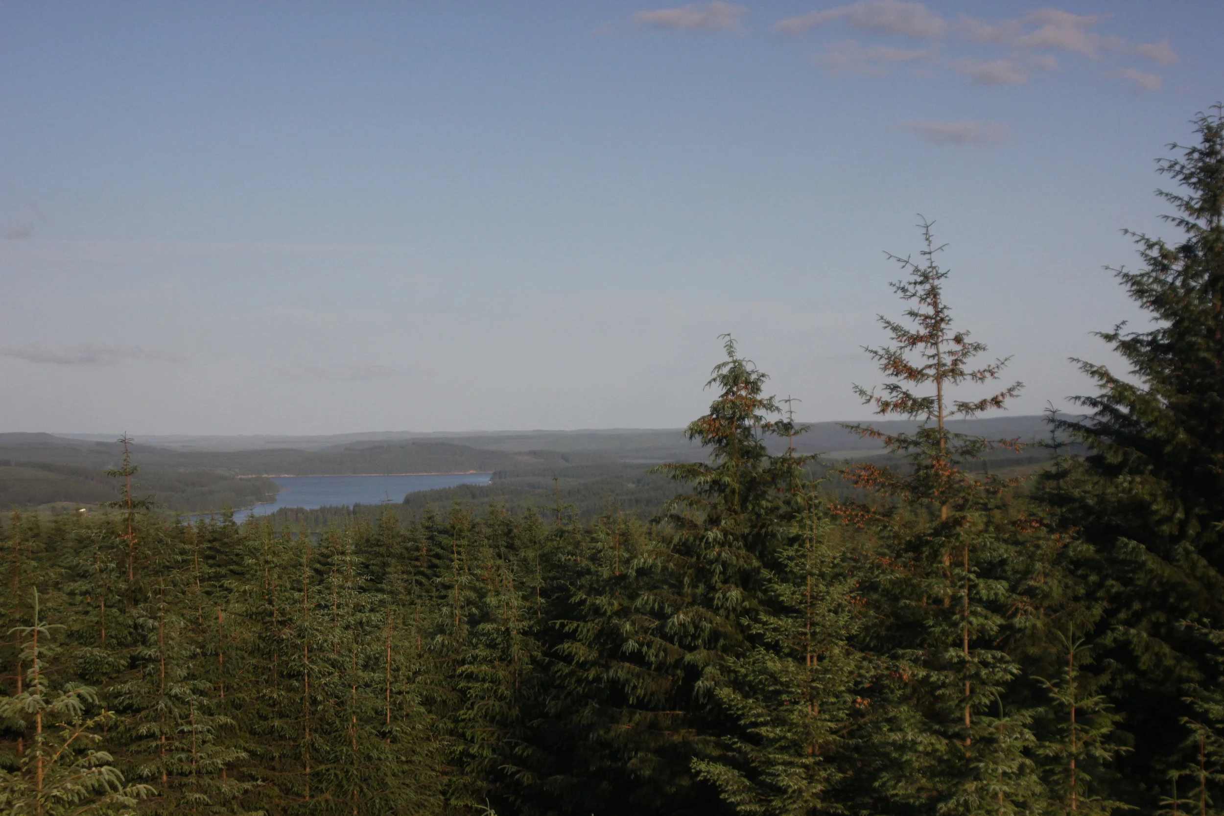 Kielder Forest