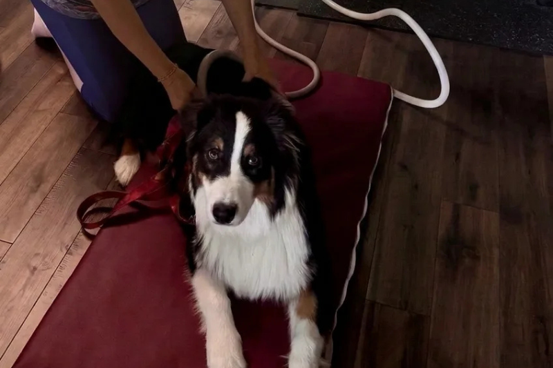 A black and white Australian Shepherd puppy lying on a red mat with a person's hands holding it, on a wooden floor.
