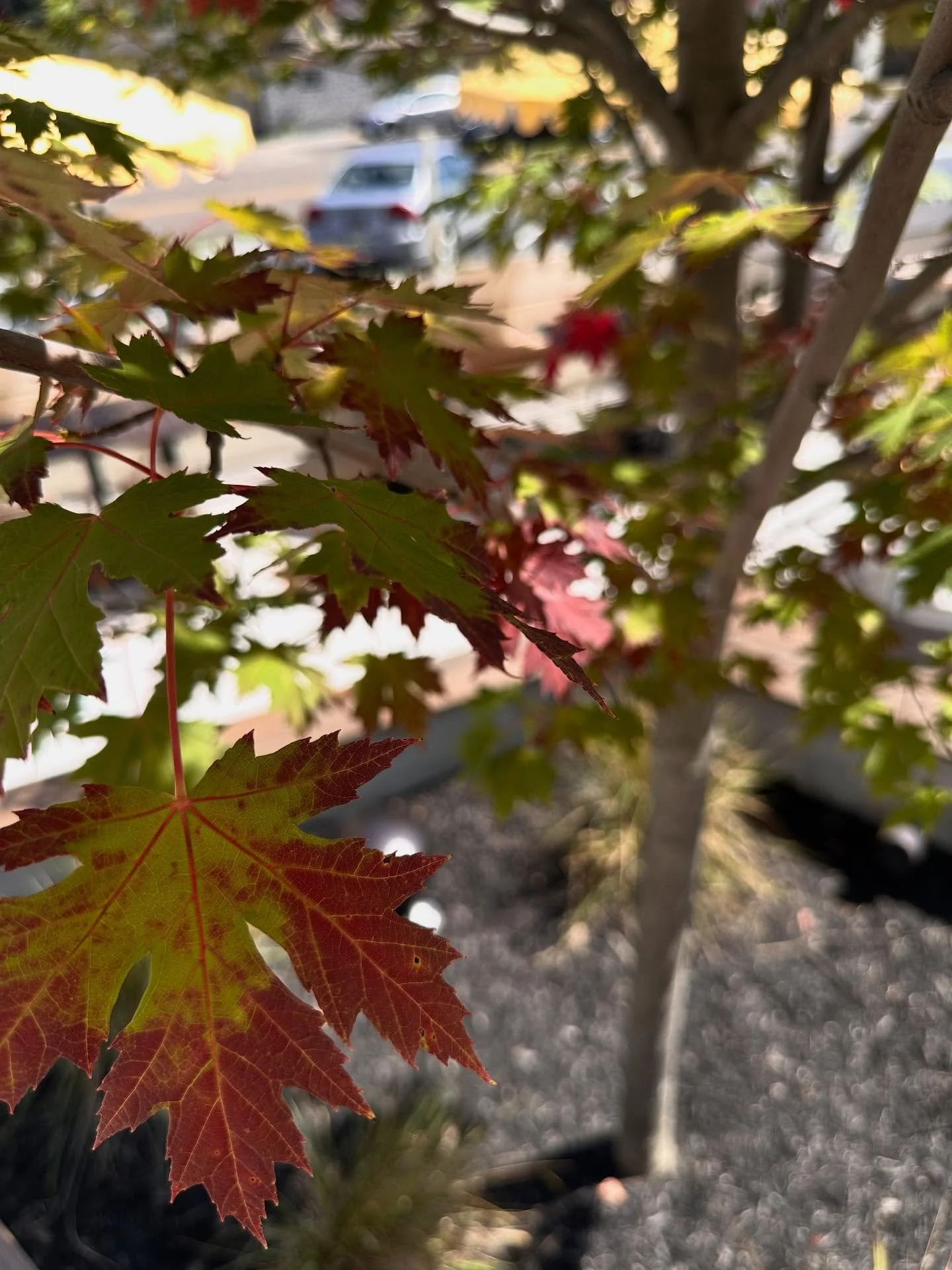 Lucille is finding her red! No better time than early fall to enjoy her and and our quaint patio as our Celebration Maple starts to turn!