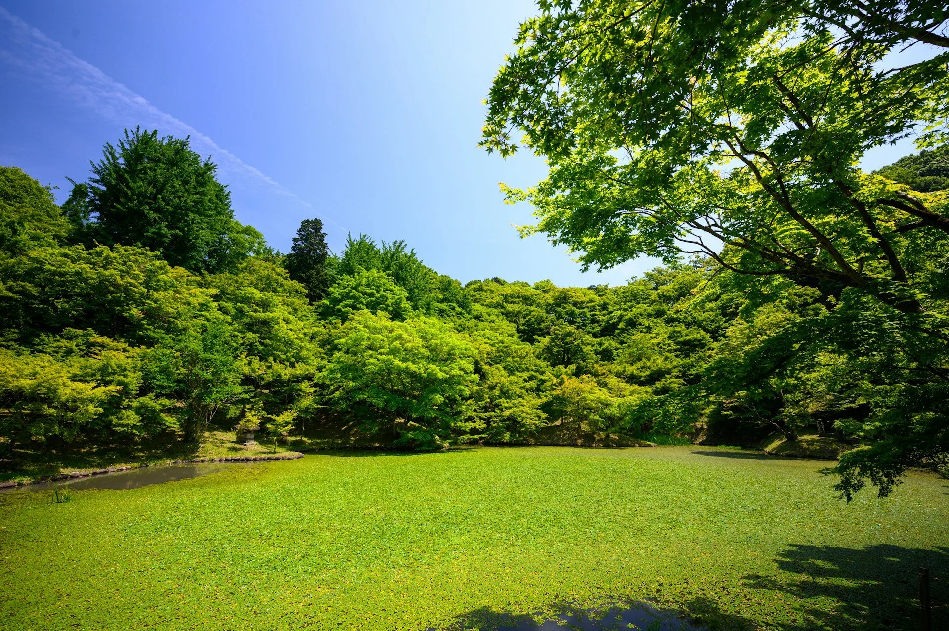 Solving Summer Lawn Damage: Drought