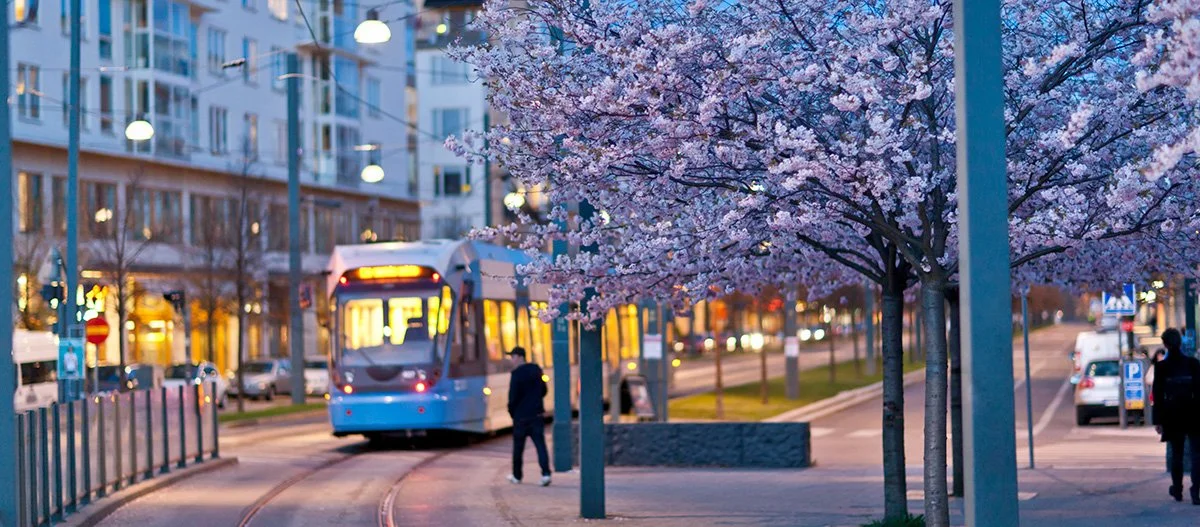 Hållbar innovation, spårvagn i bakgrunden till körsbärsträd.