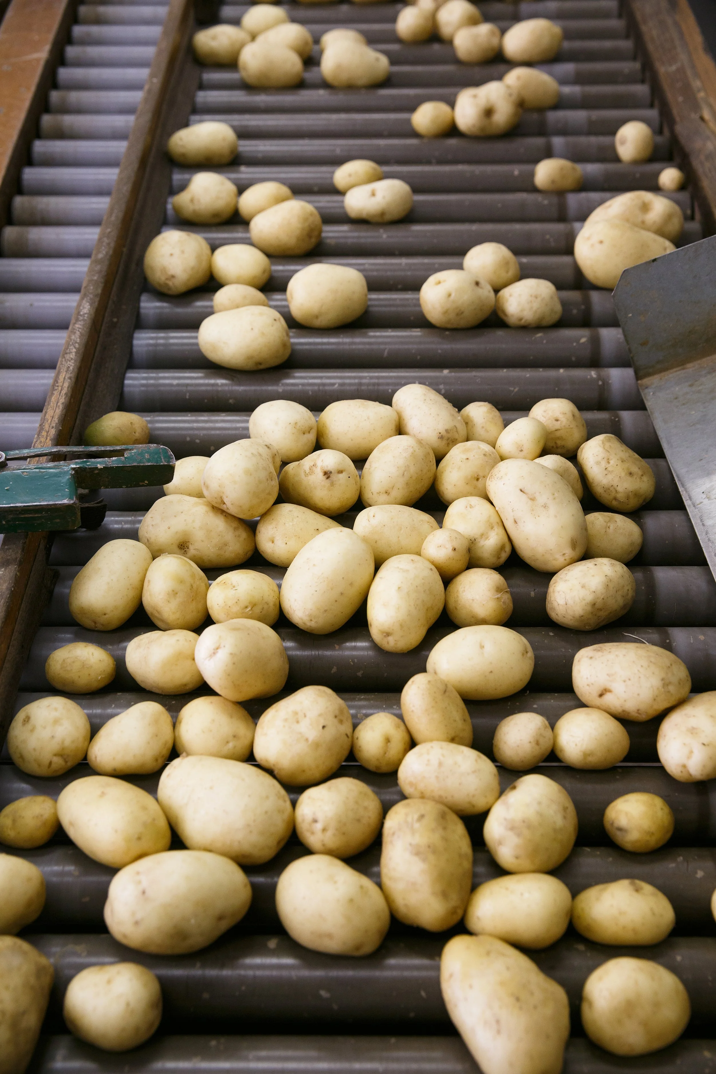 Tvättad potatis på ett rullband