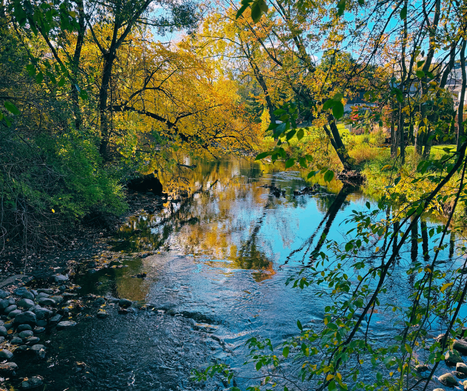 Firefly Spring Equinox: Renewal