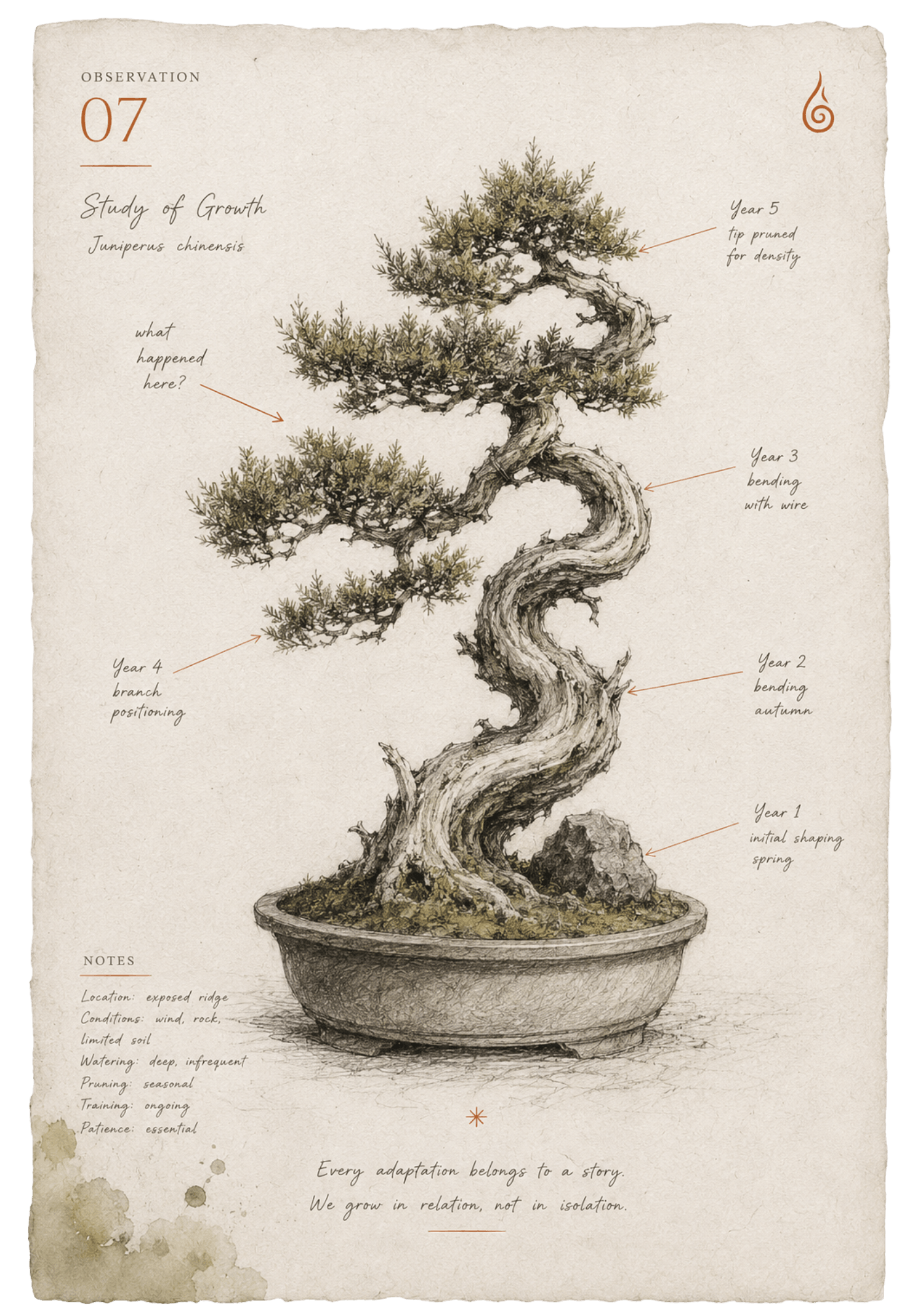 bonsai tree healing metaphor graphic.png