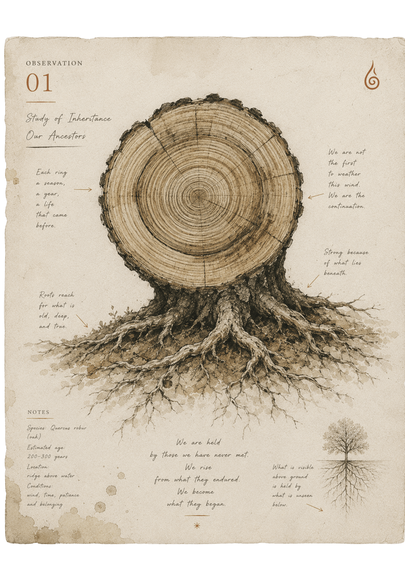 our ancestors tree rings graphic.png