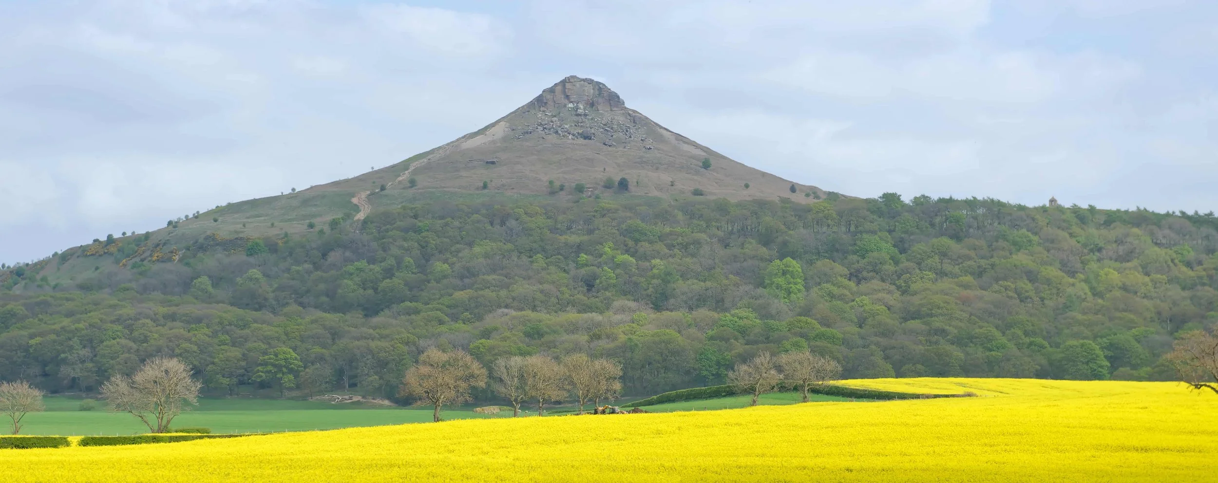 View of Roseberry Topping, a distinctive hill in North Yorkshire, surrounded by woodland and yellow rapeseed fields under a cloudy sky.