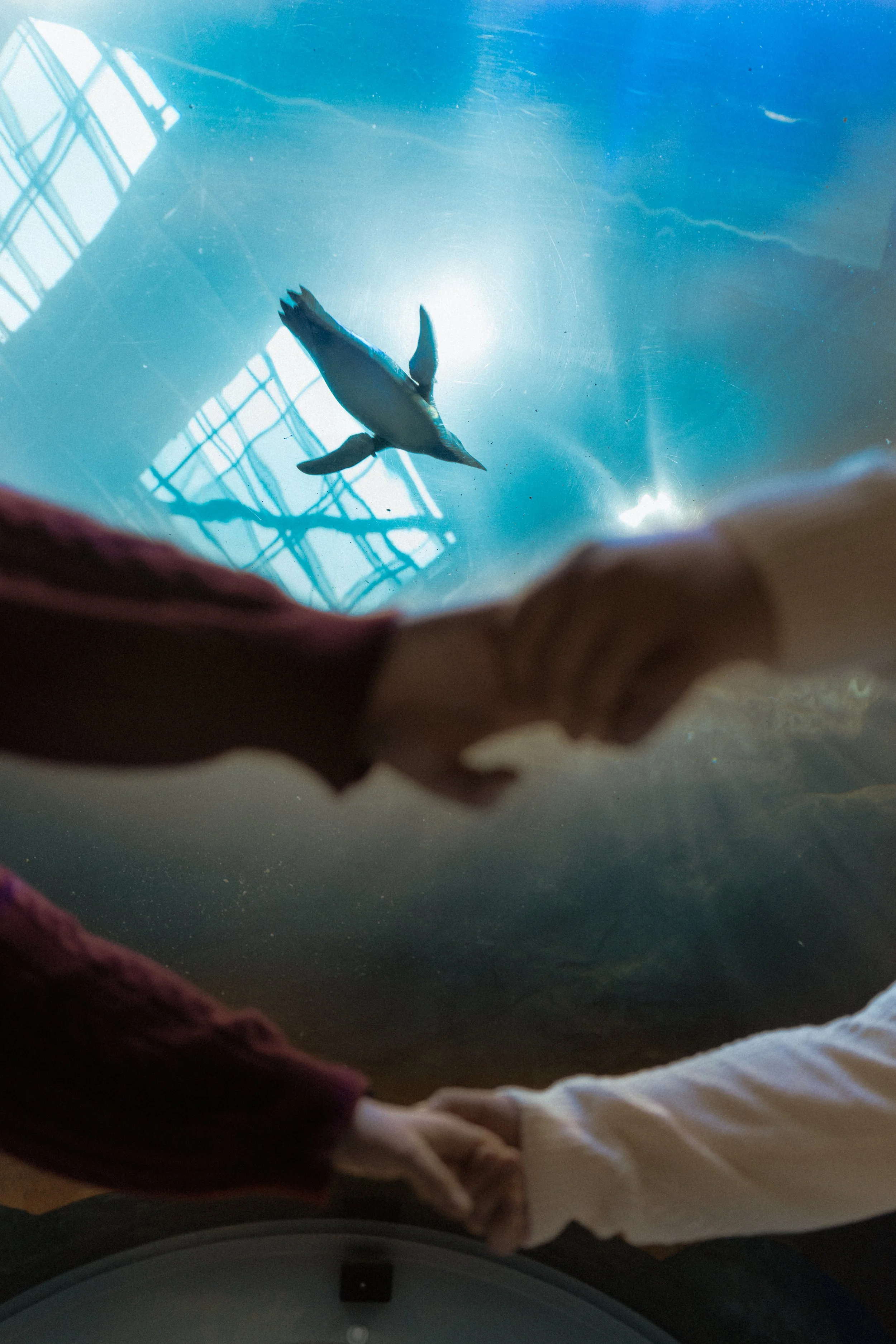 Out of focus couple holding hands with penguin swimming overhead in focus.