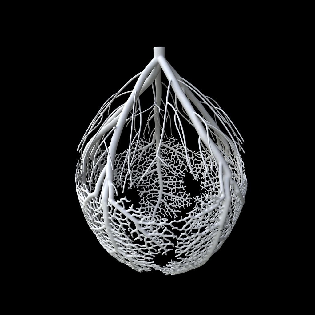 hyphae3d2.jpeg