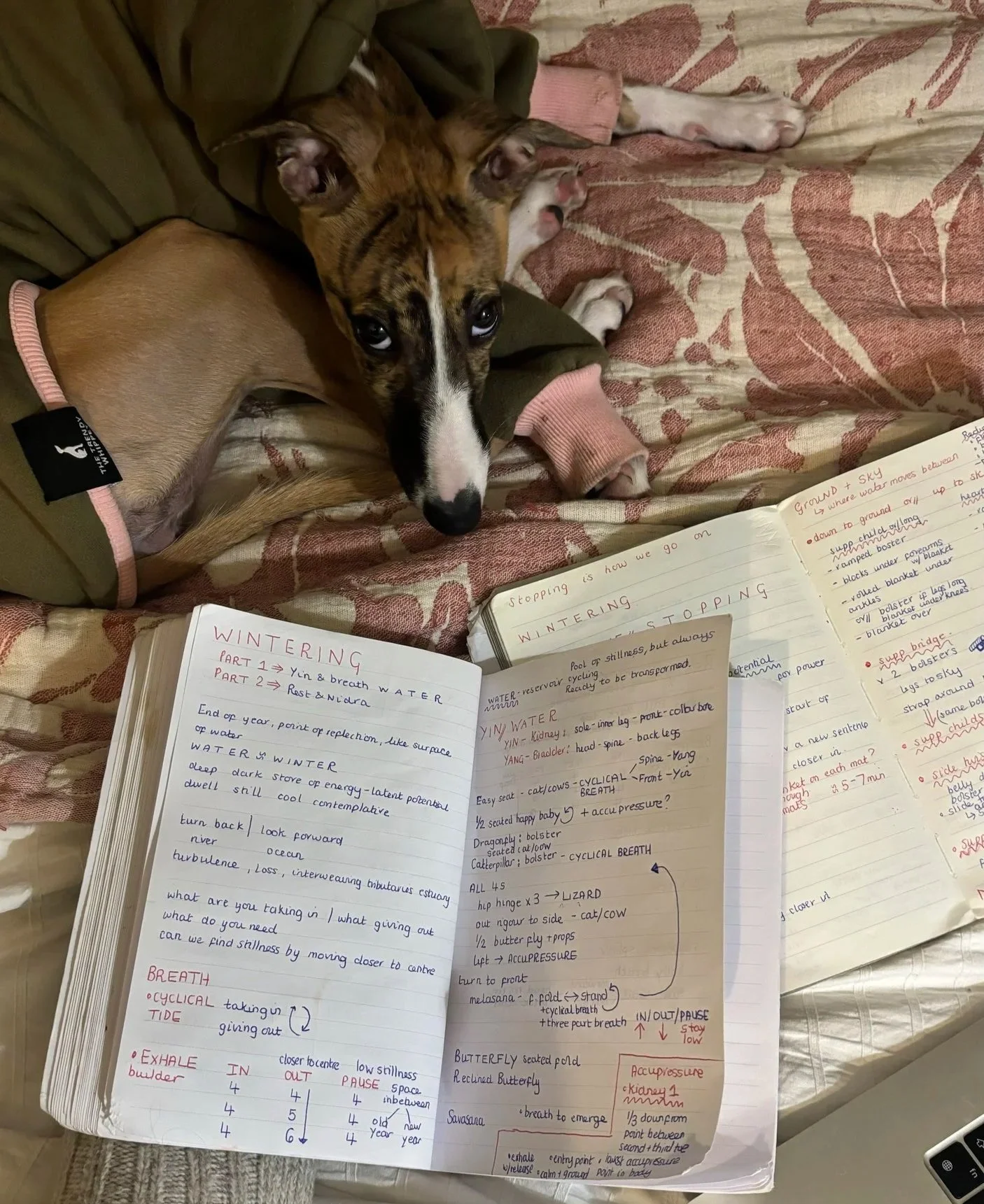 Two dogs lying on a bed with open notebooks containing handwritten notes about wintering, water, breathing, and butterfly sleep positions.