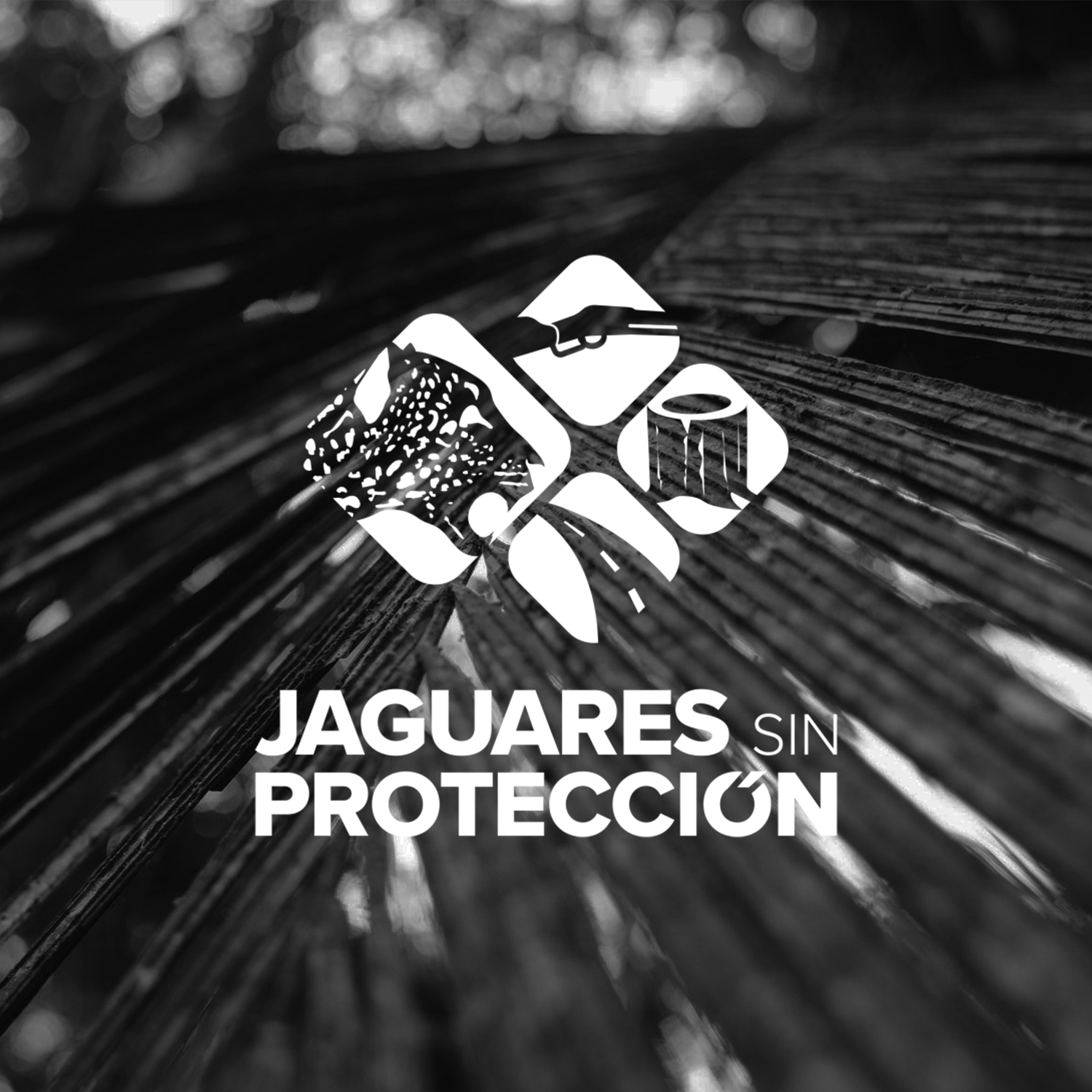 Jaguars in West Mexico