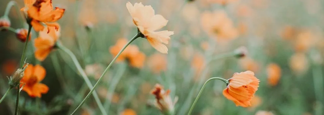 poppies.jpg