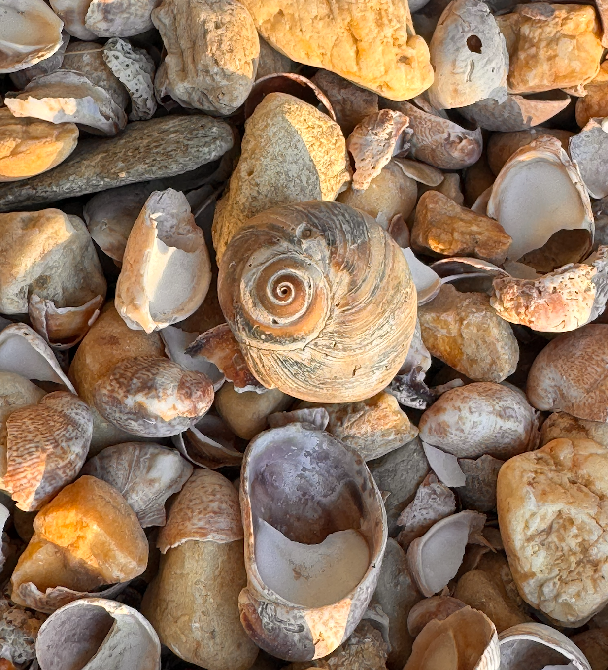 THE NIDRAS FOR MORE LOVE IN 2026