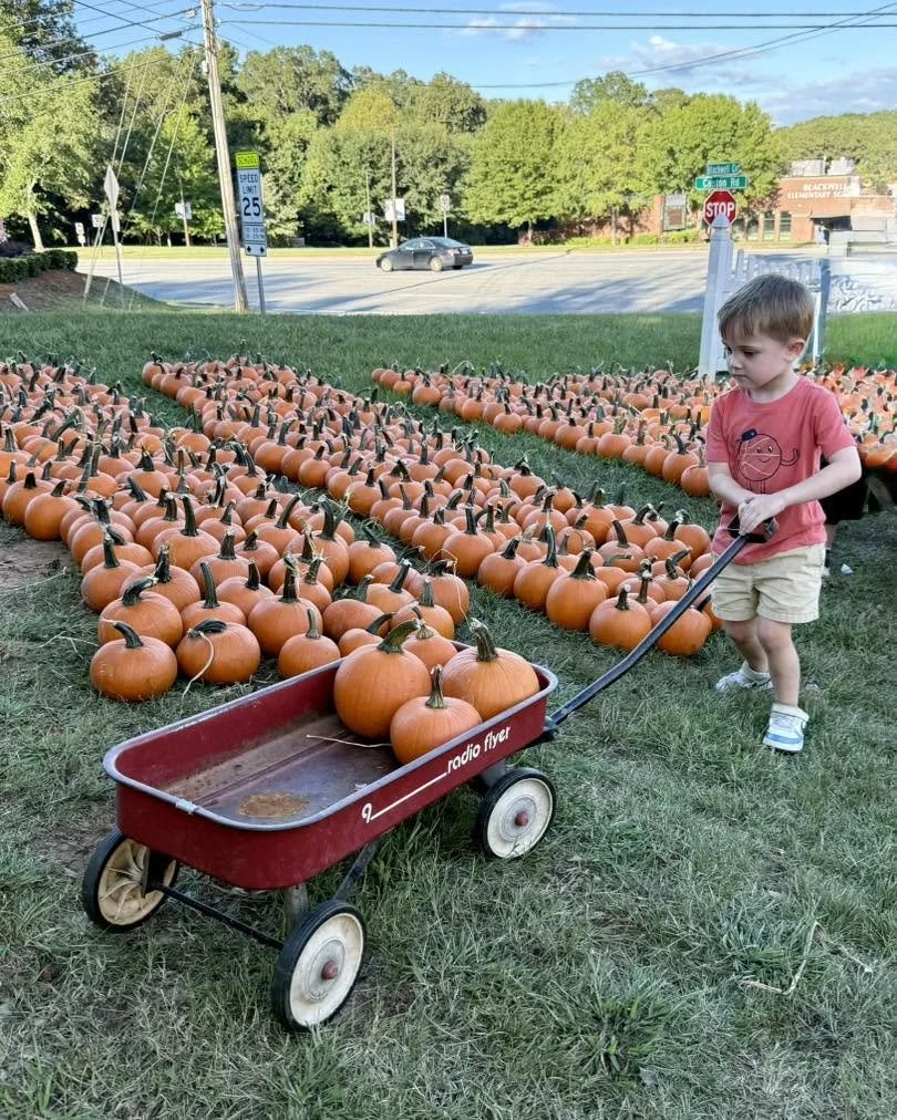 A young boy wearing a red t-shirt and beige shorts is pulling a red wagon filled with small pumpkins. The pumpkins are arranged in rows on the grass, with some green trees and a street with cars and traffic signs in the background.