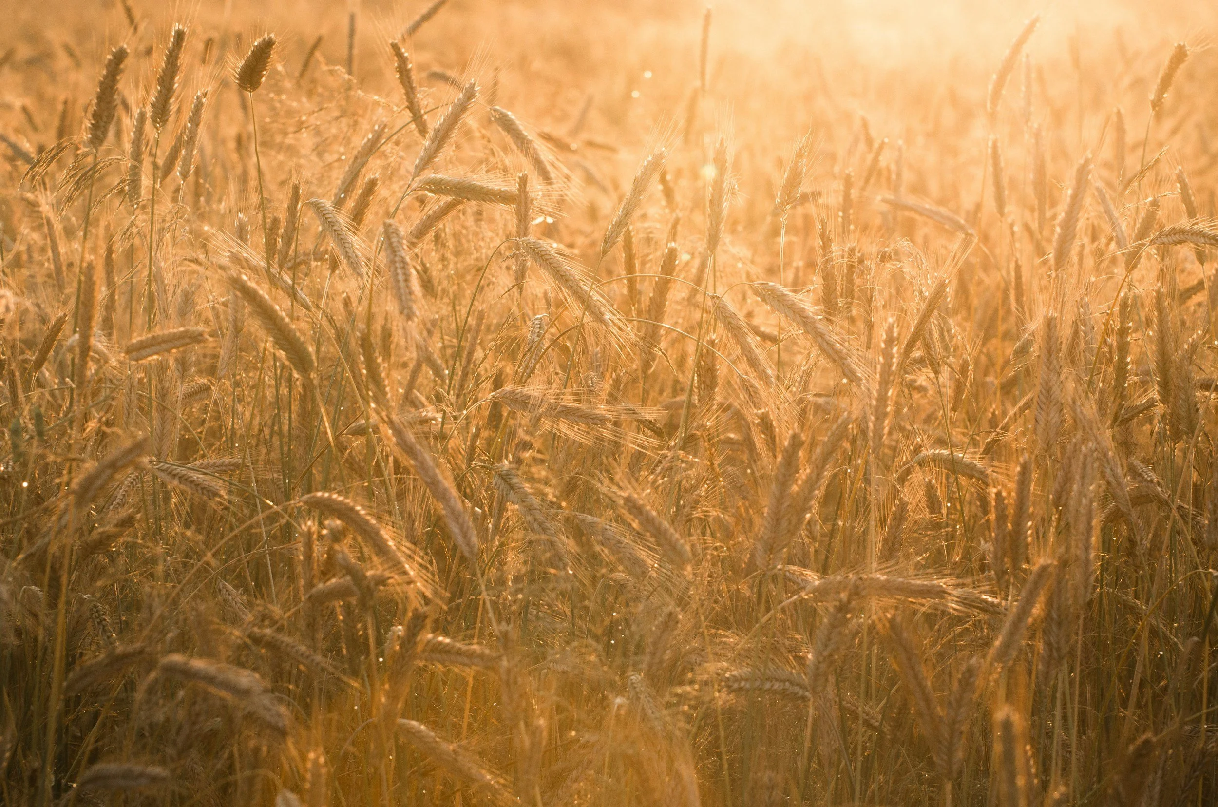 Harvest